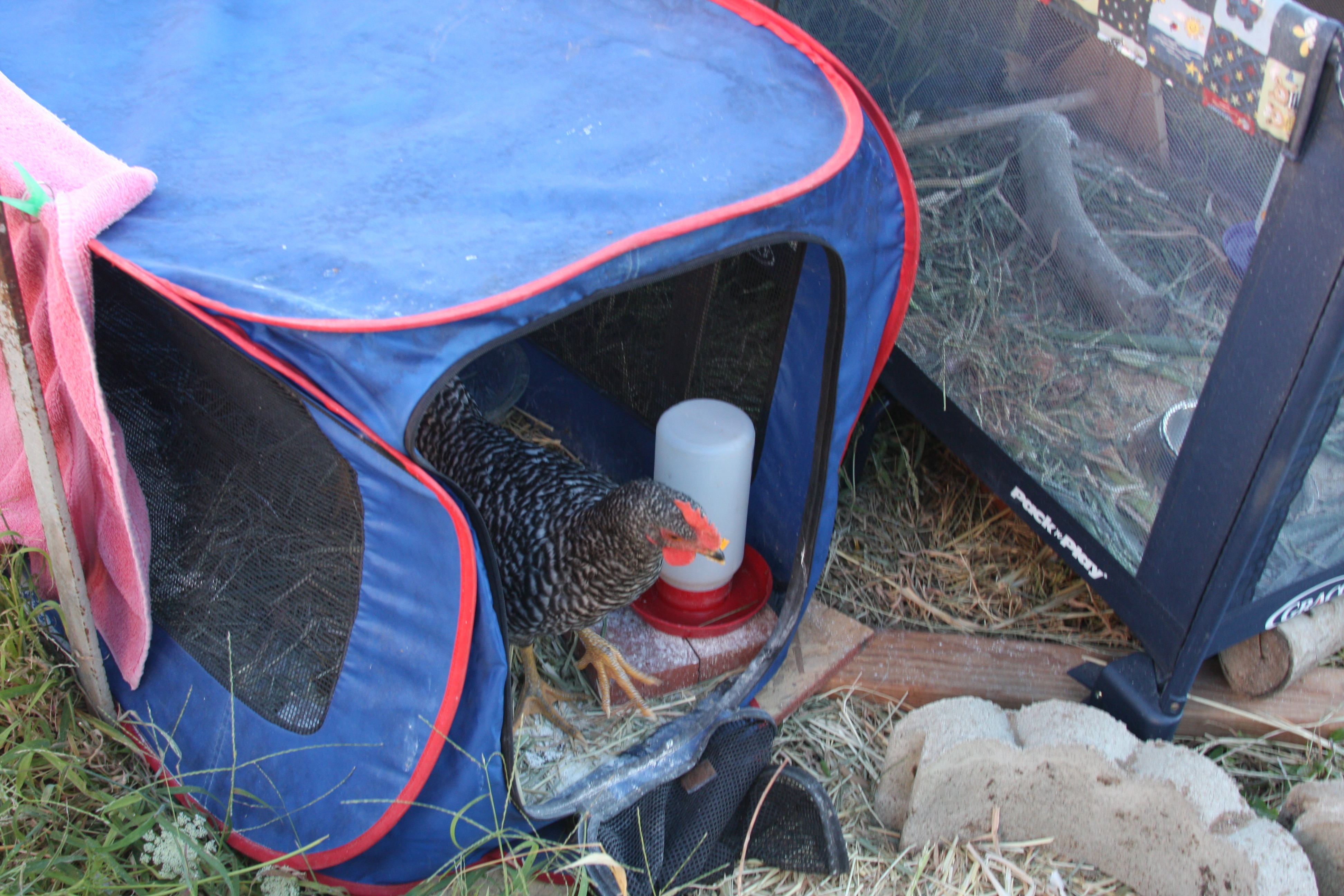Two others are residing in a dog carrier until coop is finished.