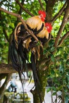 Two Phoenix Cockerels