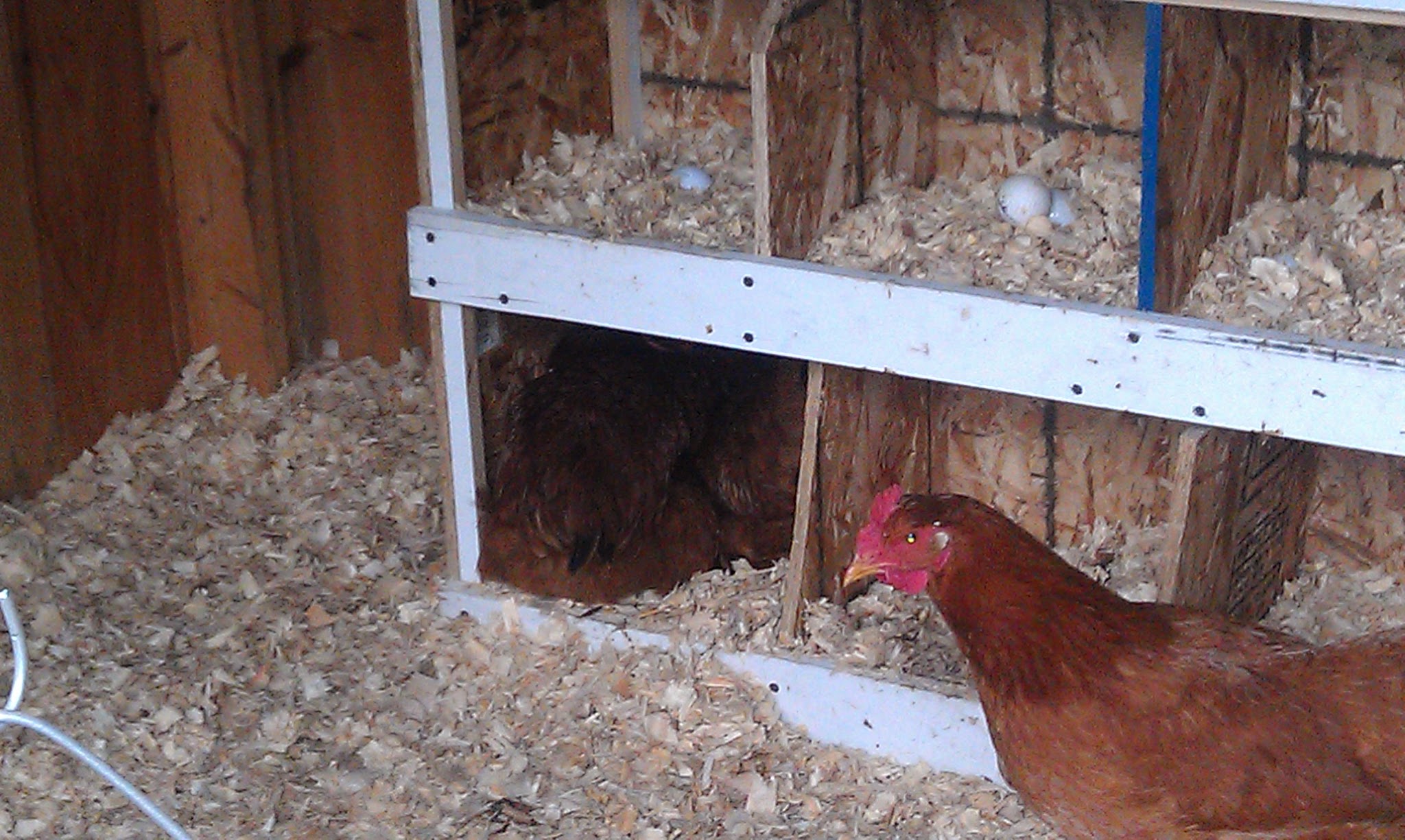 Two rhode island reds sharing a nest box! Even though there is a total of 20 boxes to choose from