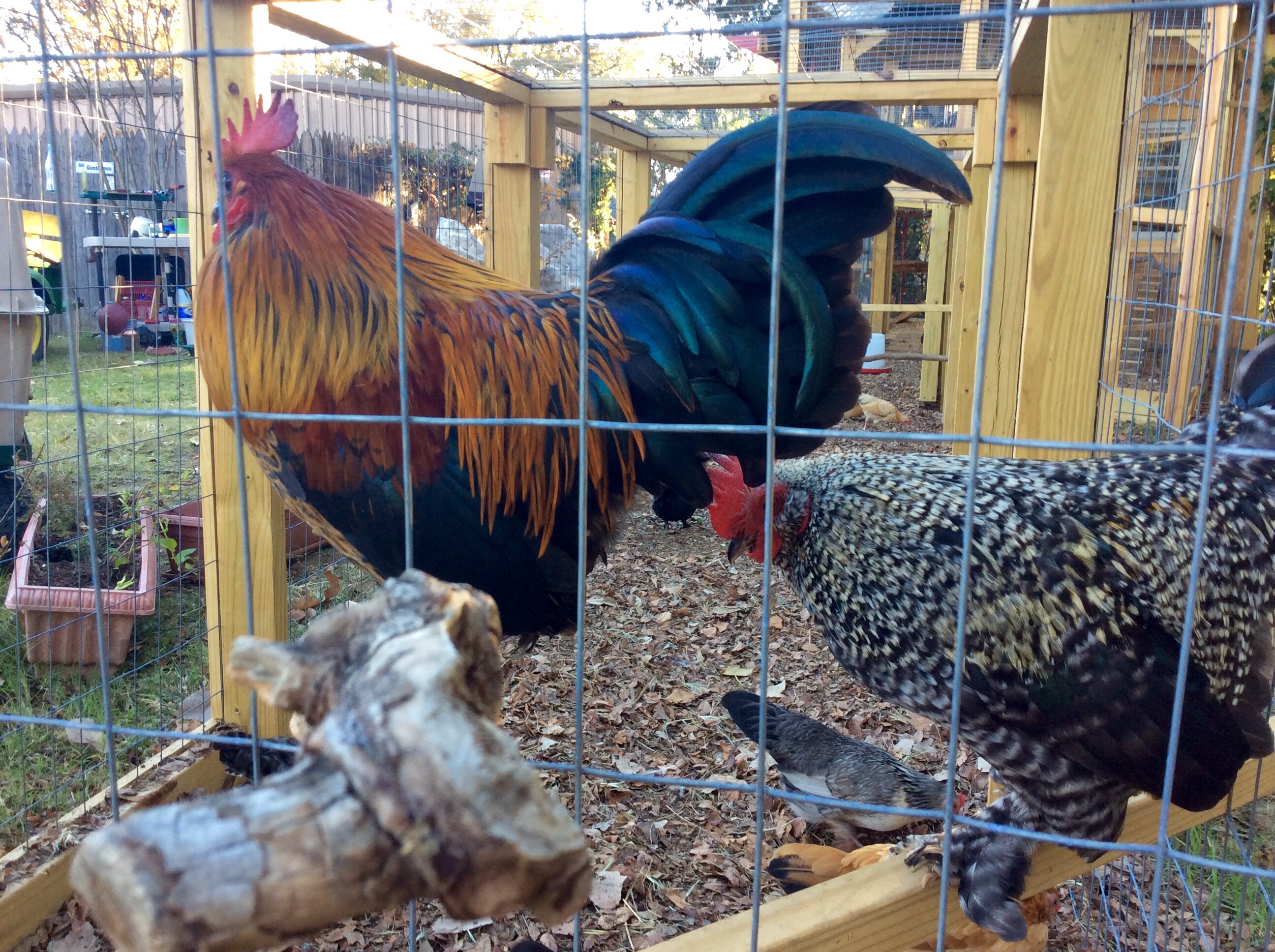 Two roosters protecting the girls!