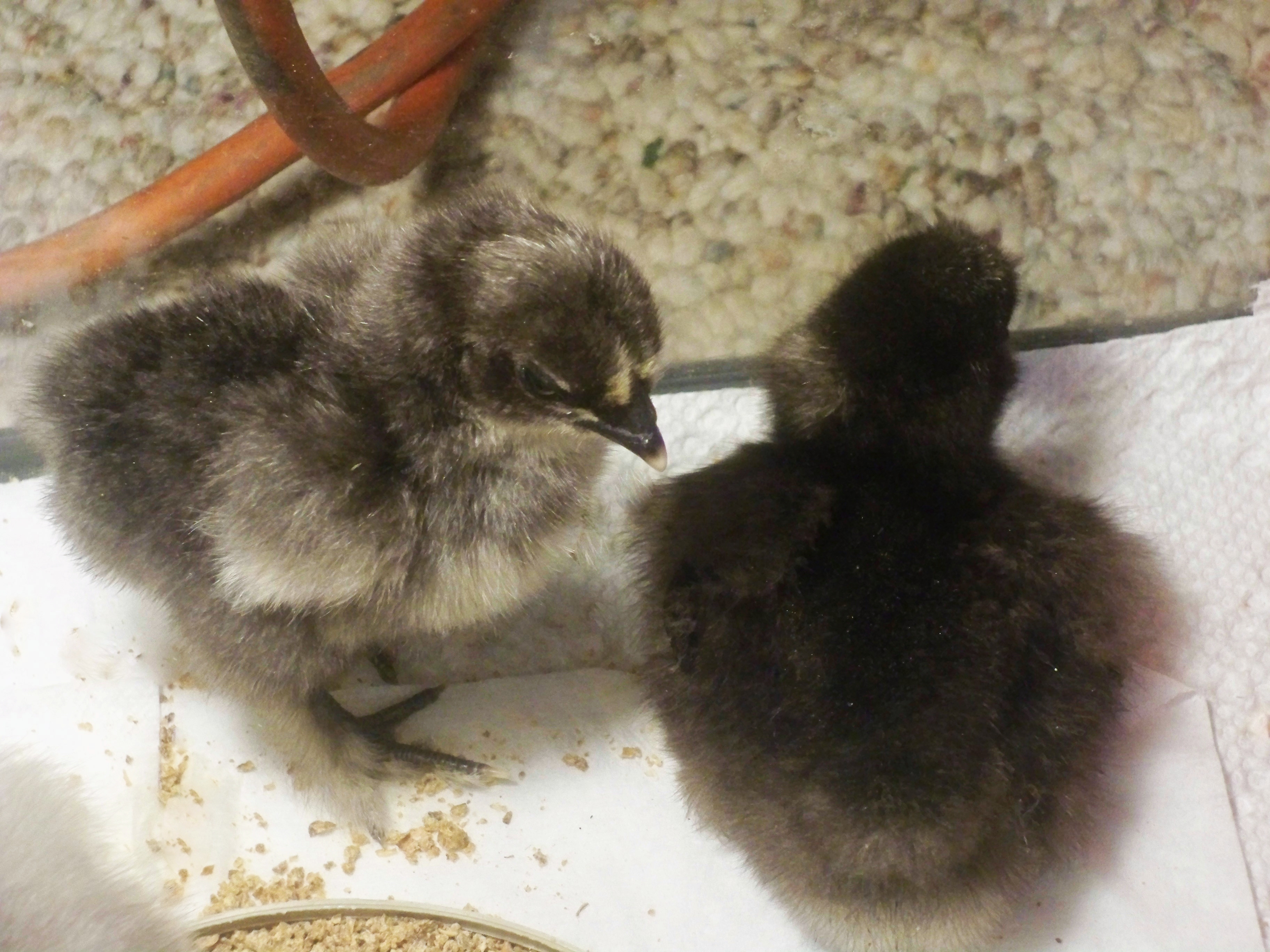 two straight sizzles