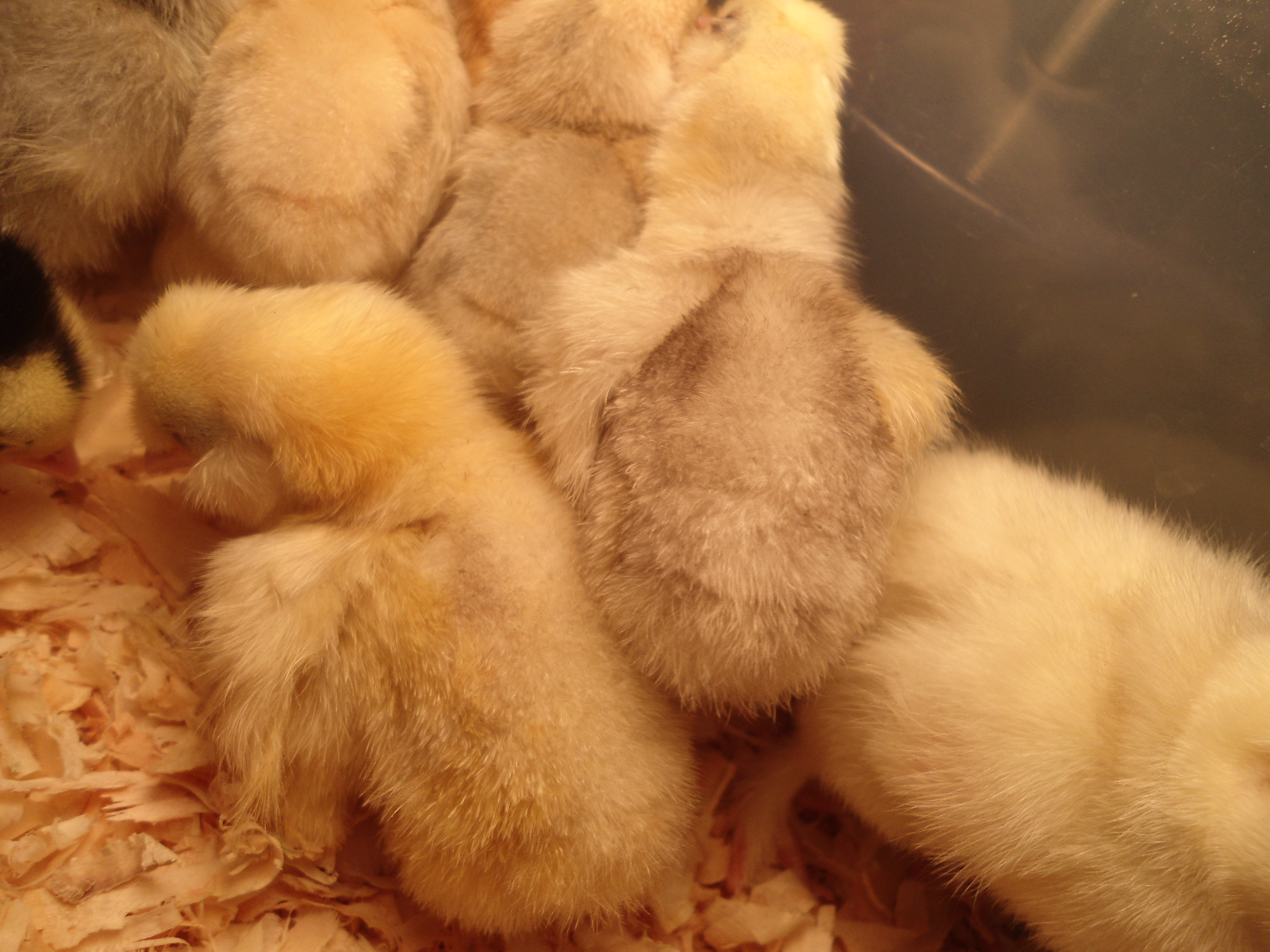Two Sultan bantams from Ideal Poultry