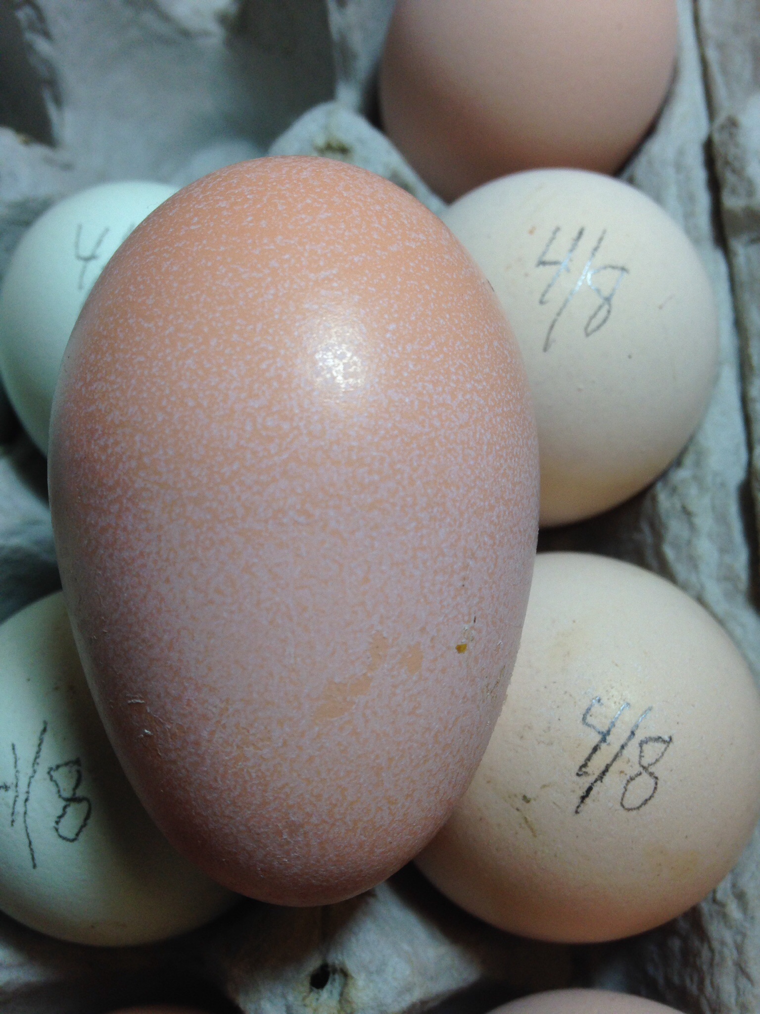 Two tone egg