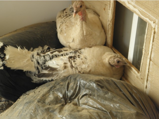 Two turkeys - one nest