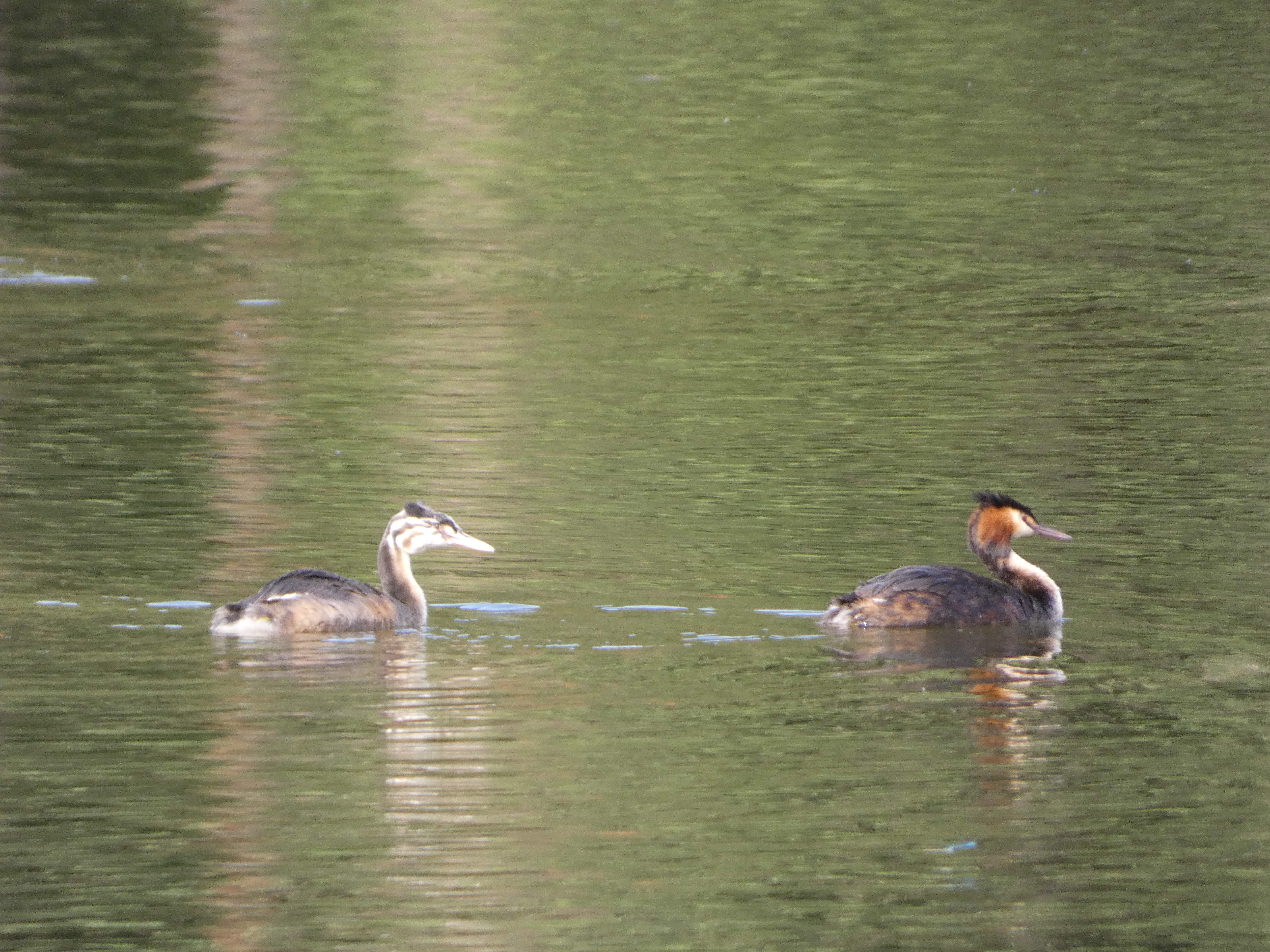 Two Unknown Duckies