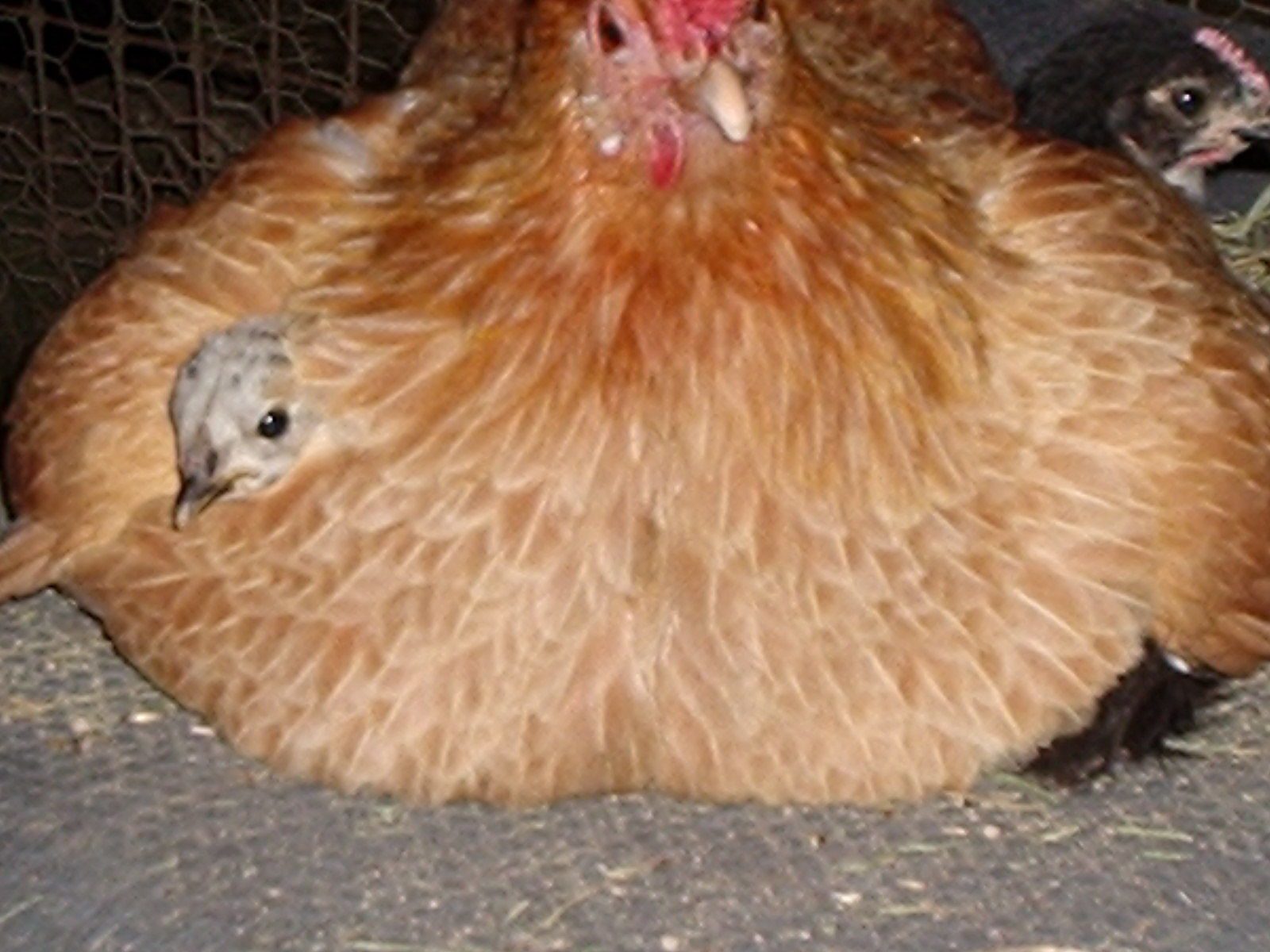 Two unrelated young birds nestled under the wings of a third Bantam lady.  These three were strangers only a few hours before this picture was taken.  Wouldn't it be good if we could all be this kind? :)