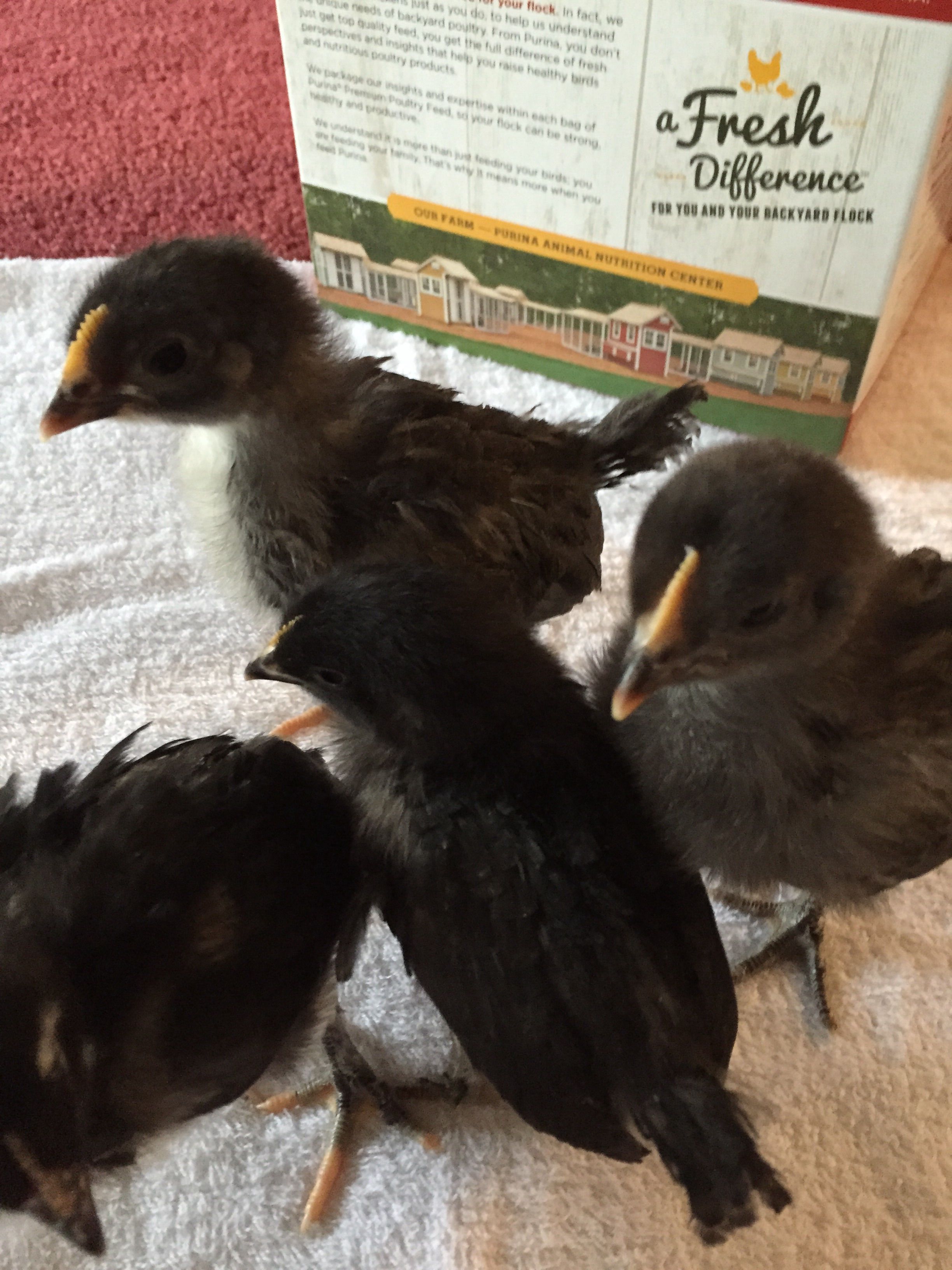 Two week old black Copper Marans