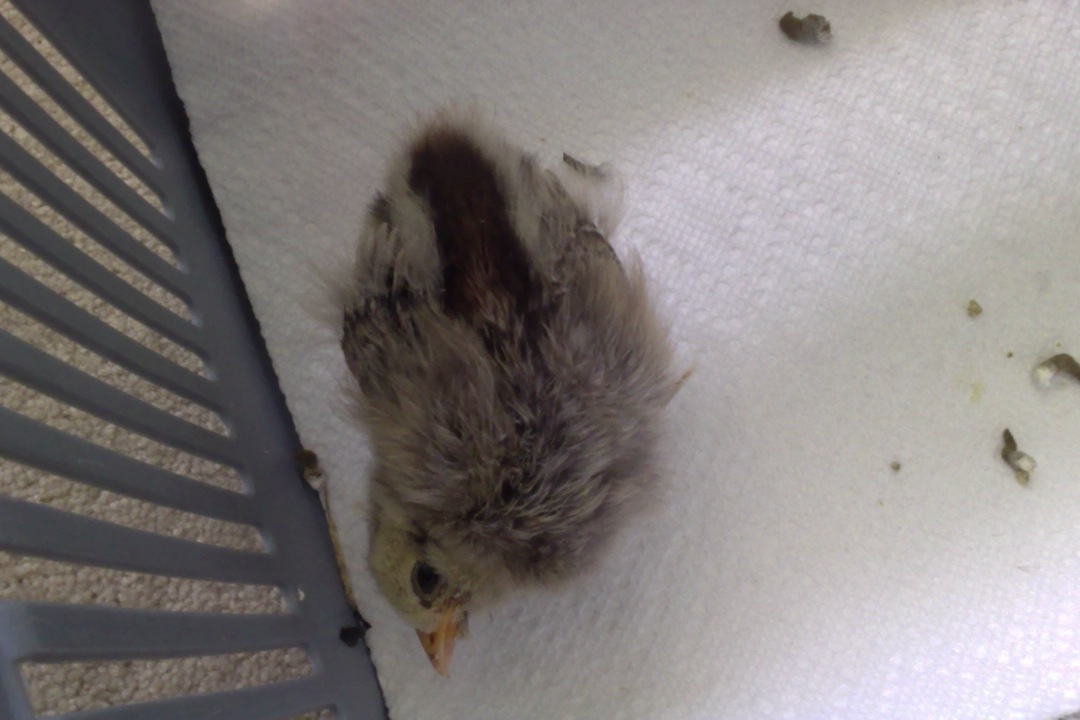 Two week old chick with wry neck. I've tried practically everything! Help!