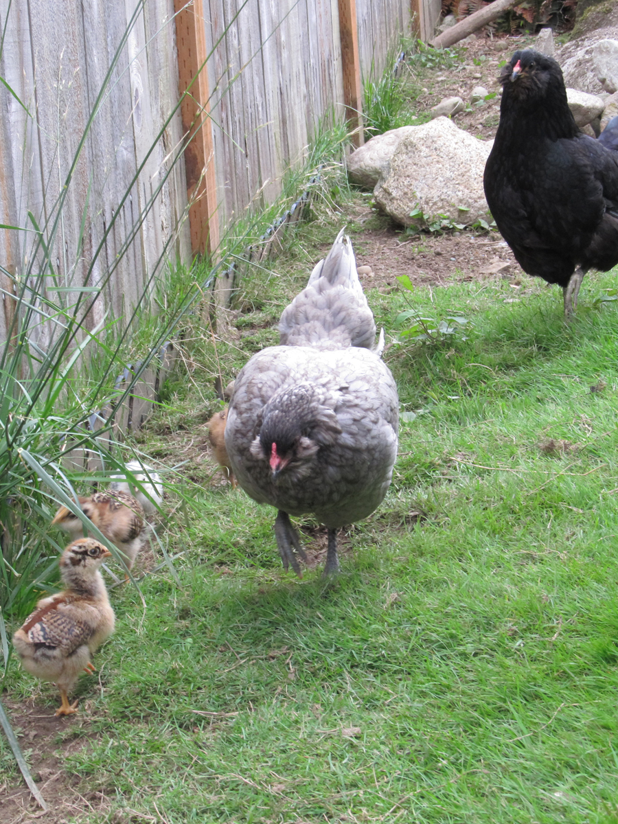Two week old chicks