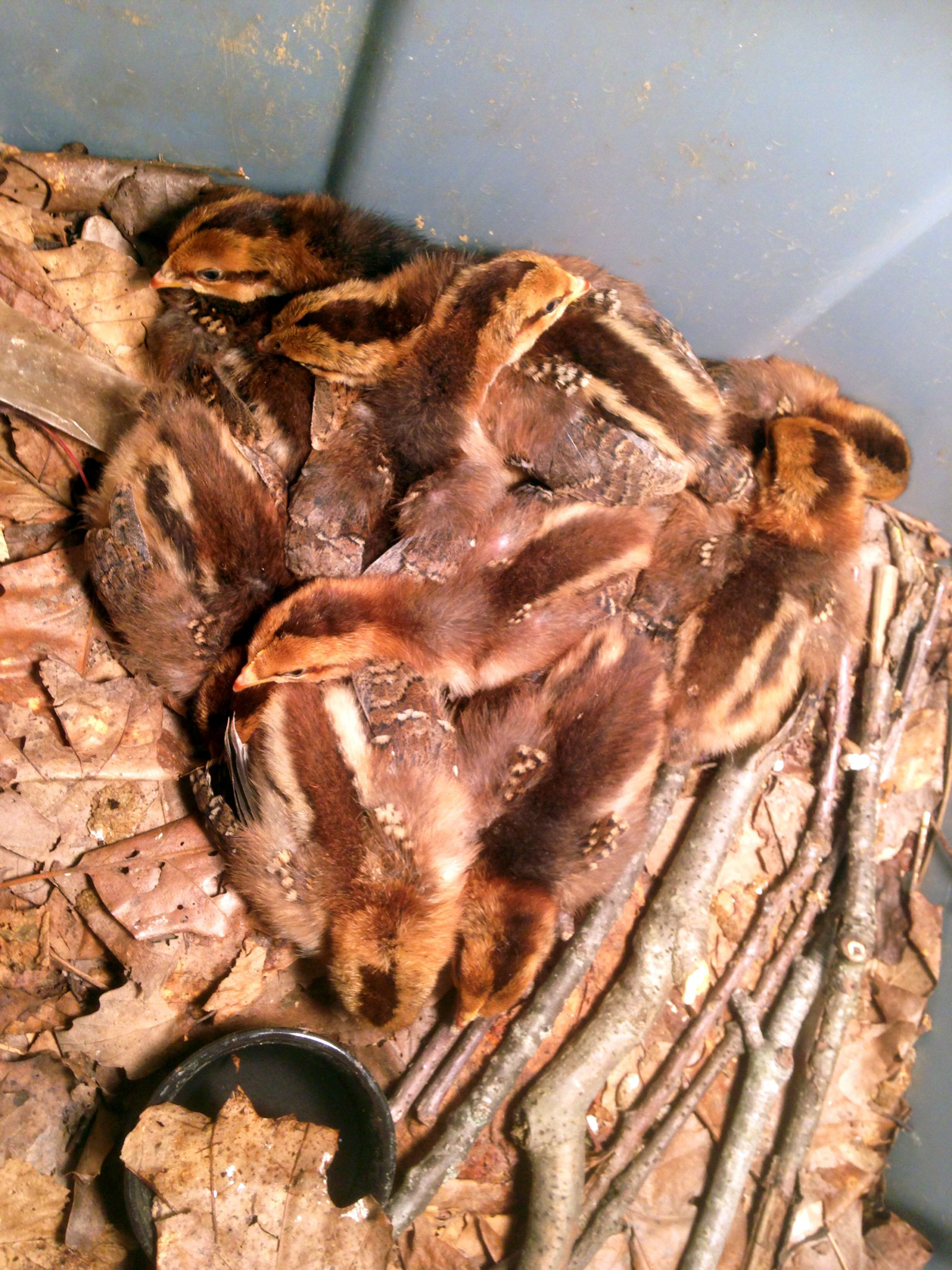 two week old speckled sussex chicks... they are napping after a good visit to the yard