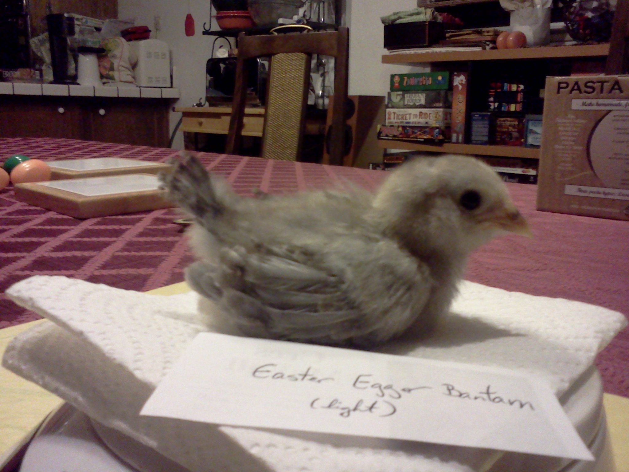 two weeks, 60 grams.  easter egger bantam.  Edith.