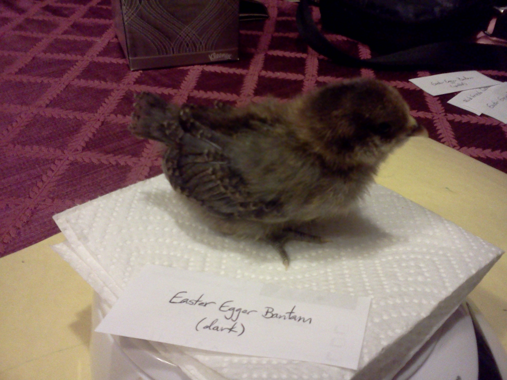 two weeks, 66 grams.  easter egger bantam.  Sybil.