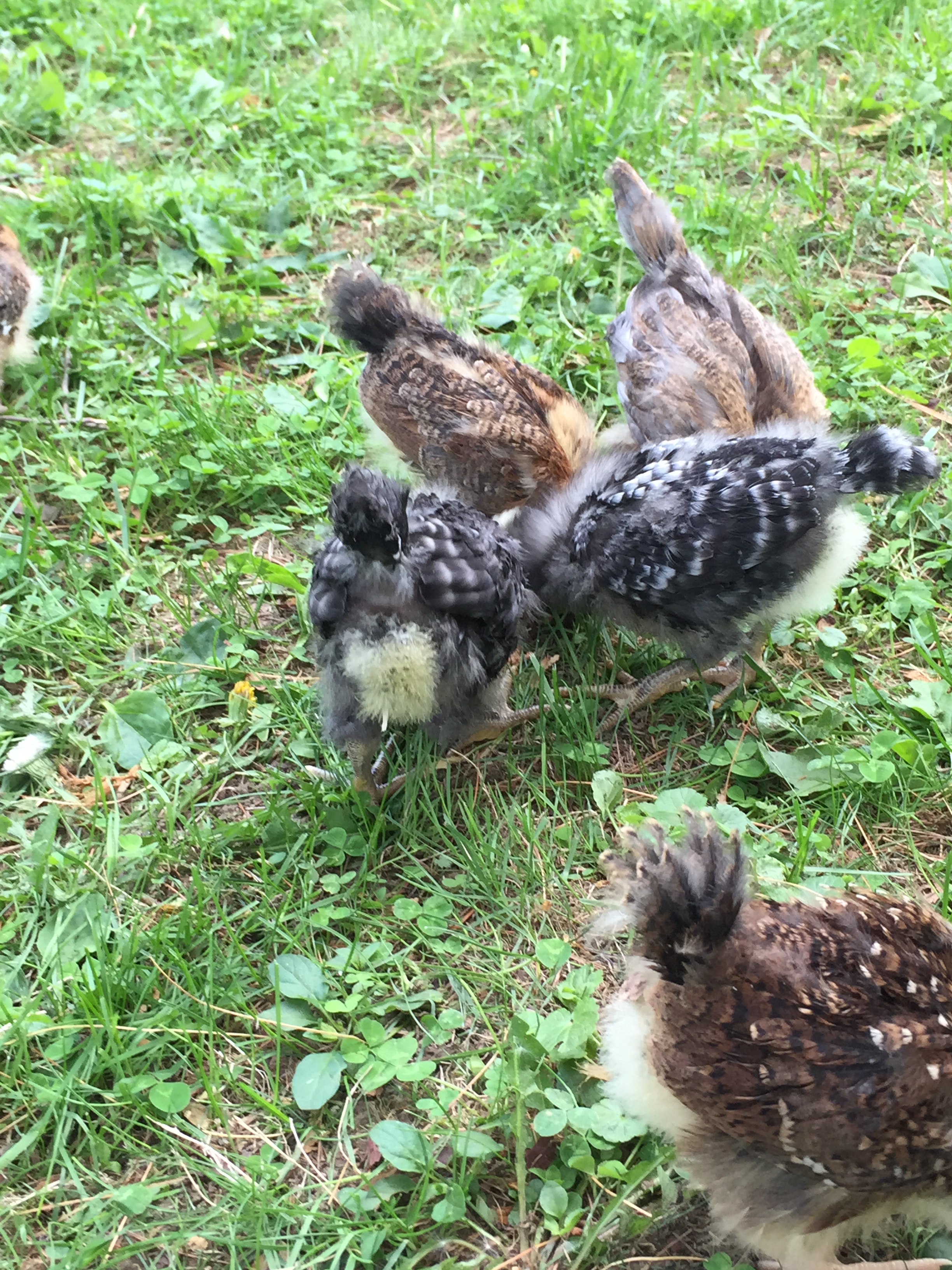 two weeks old/2BR/2SS/EEbrown