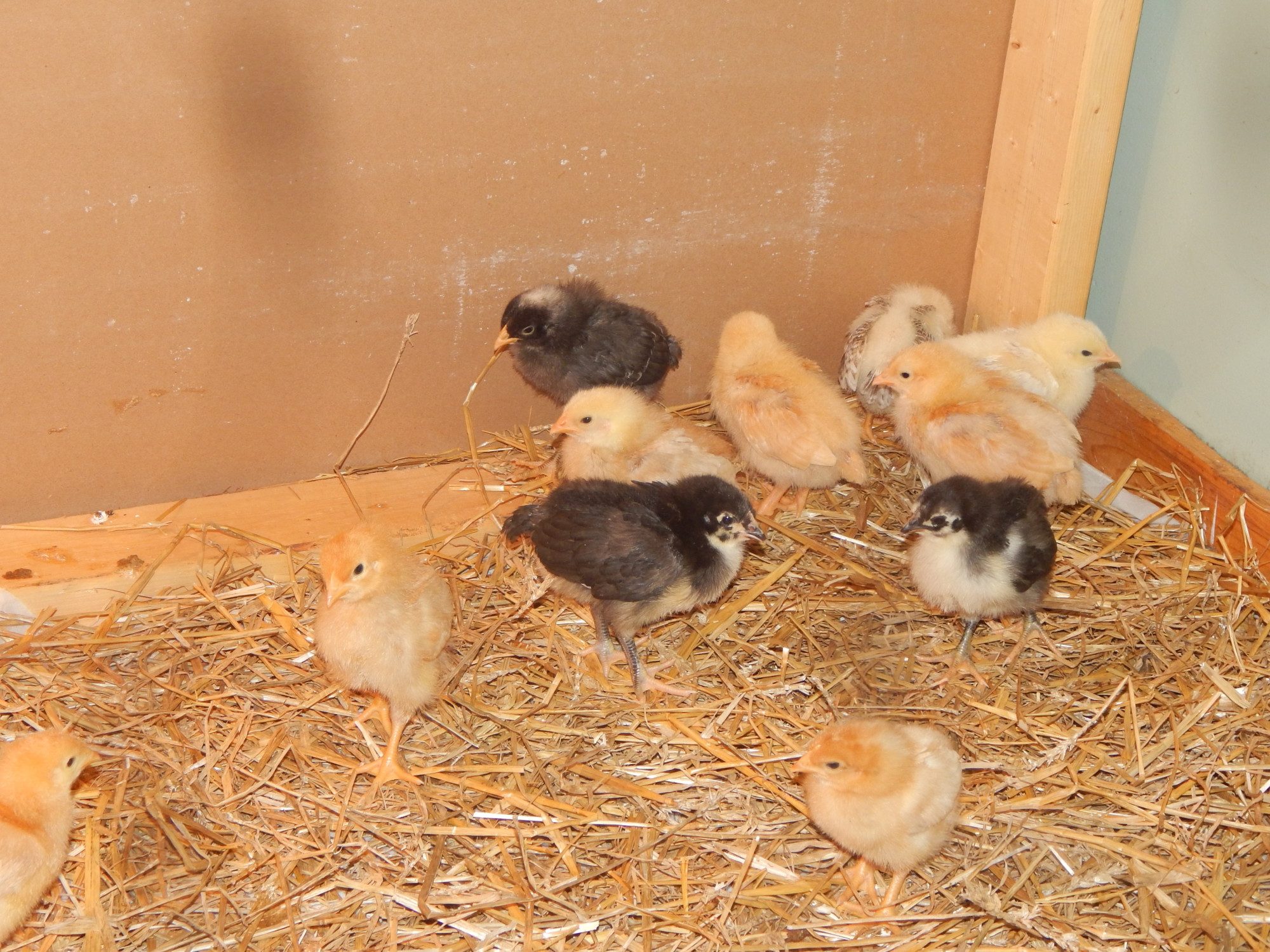 Two weeks old and moved to a new temporary brooder box.