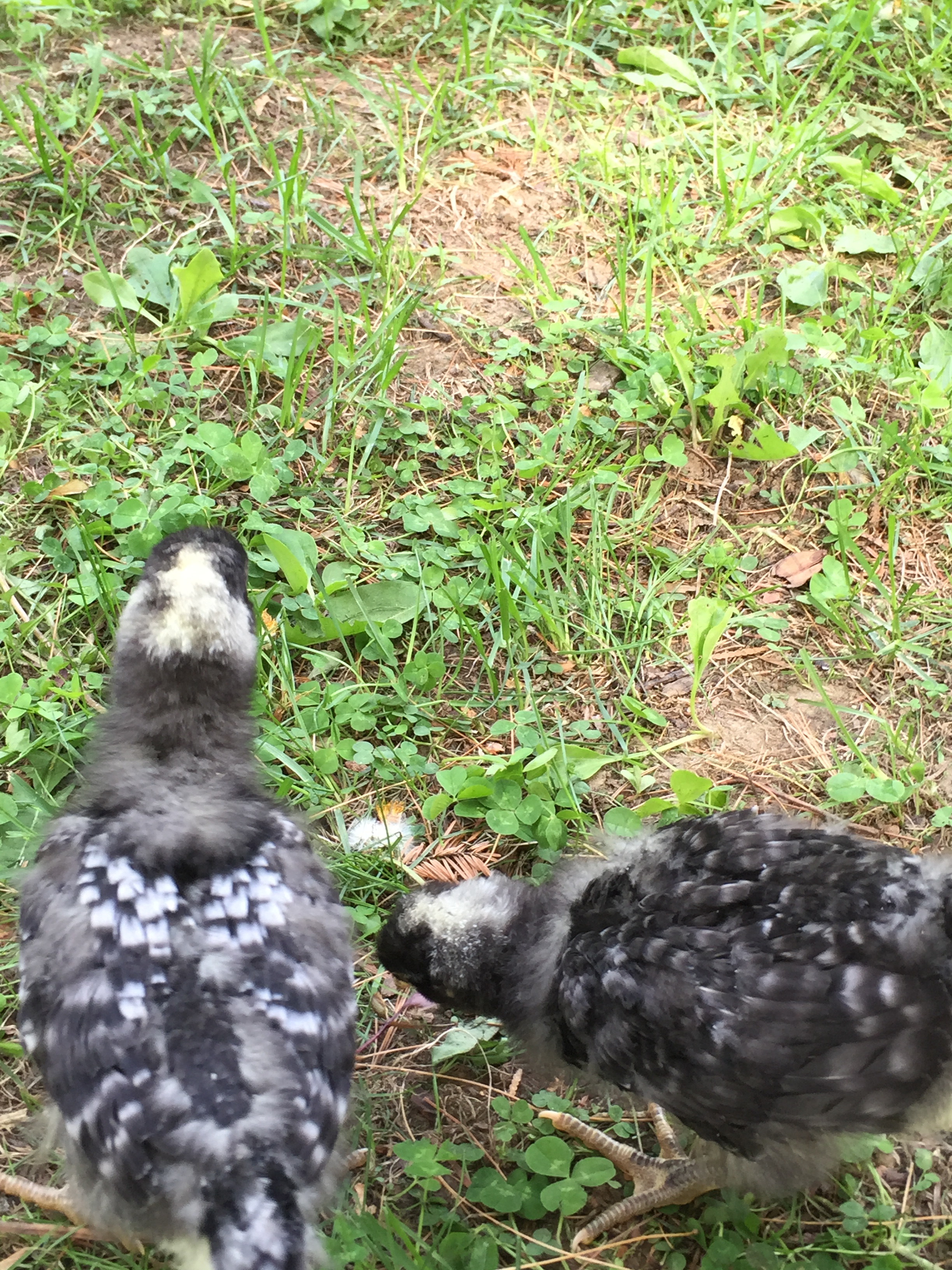 two weeks old BRx2