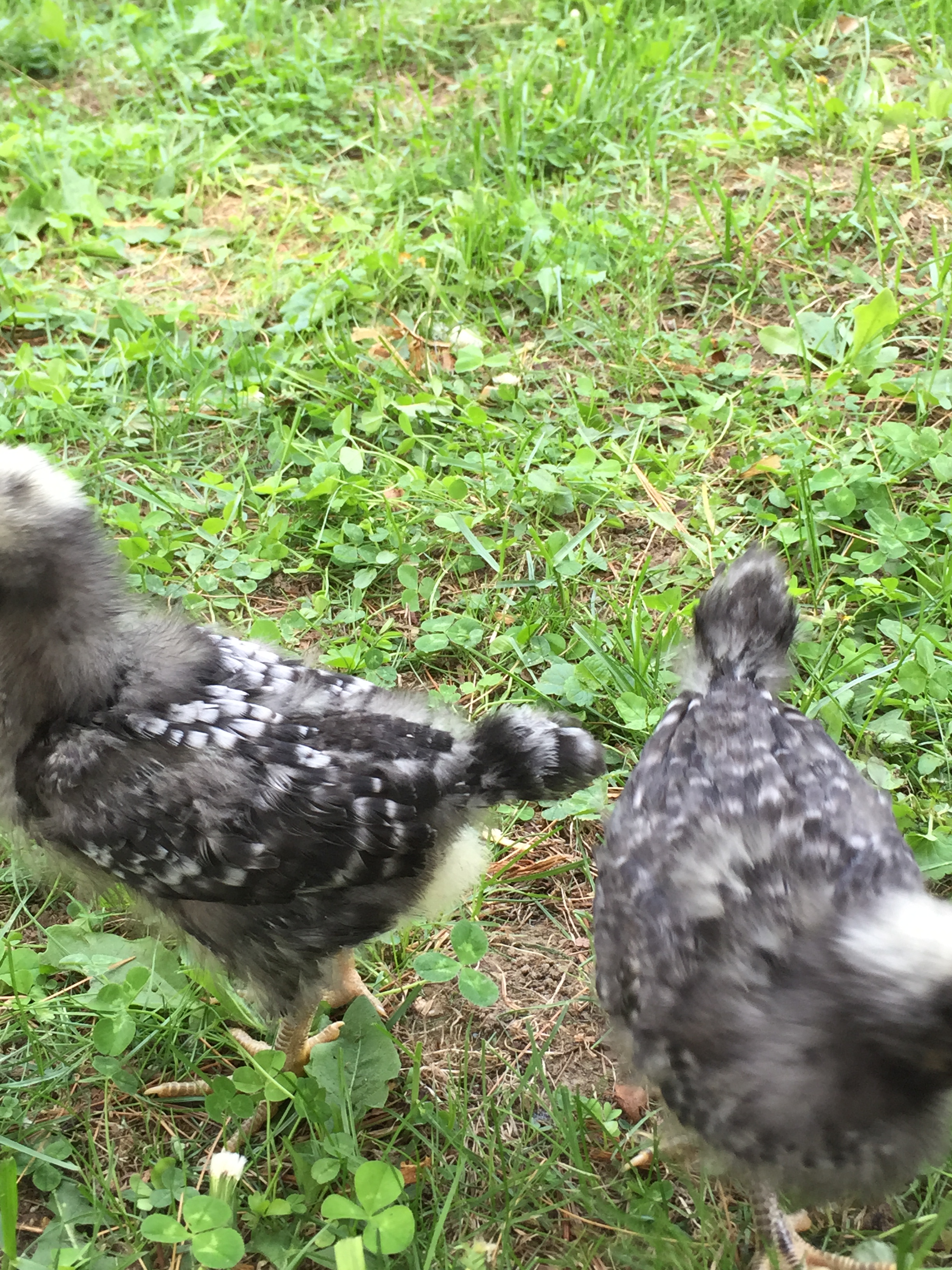 two weeks old BRx2
