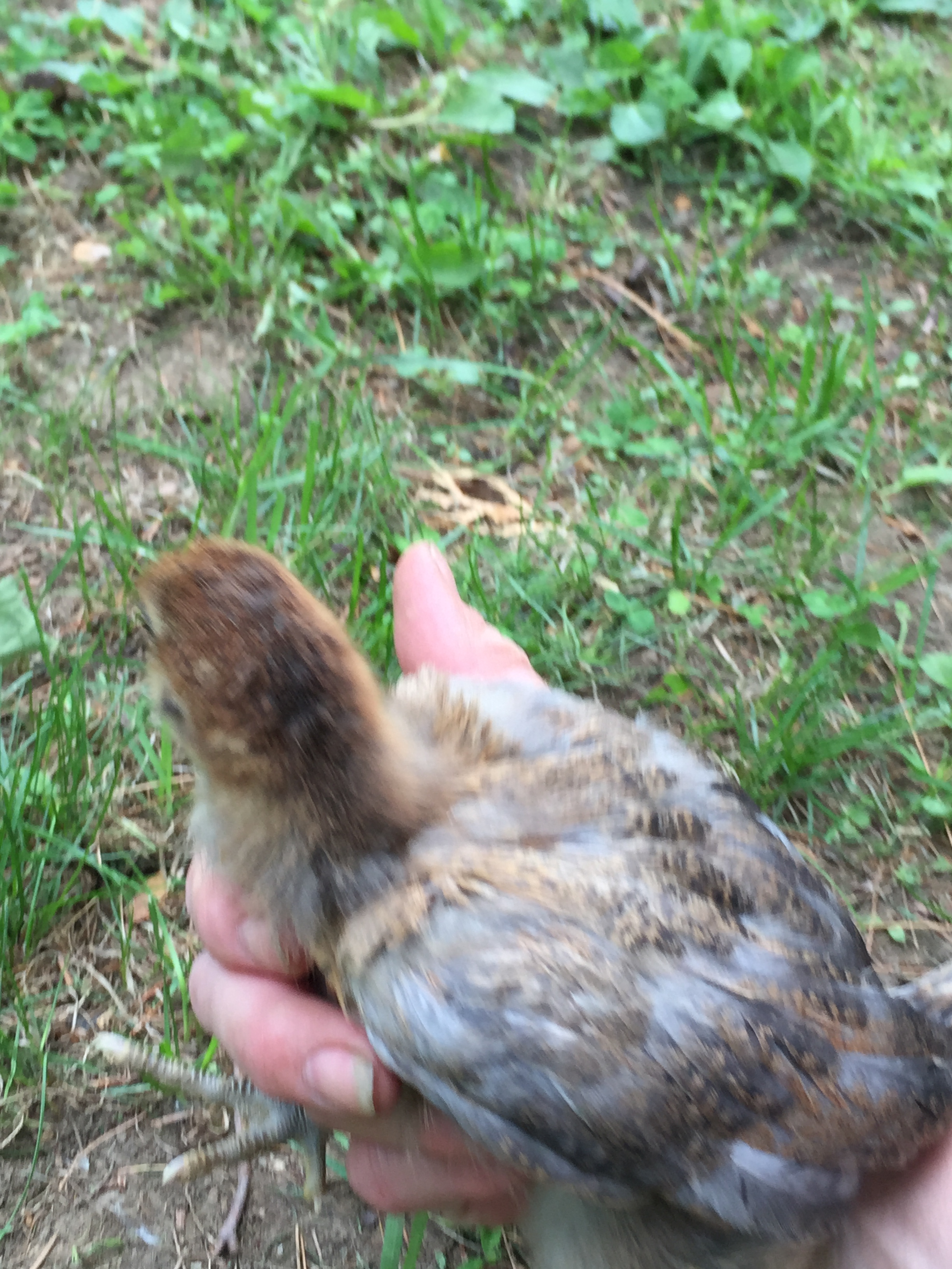 two weeks old EE-brown