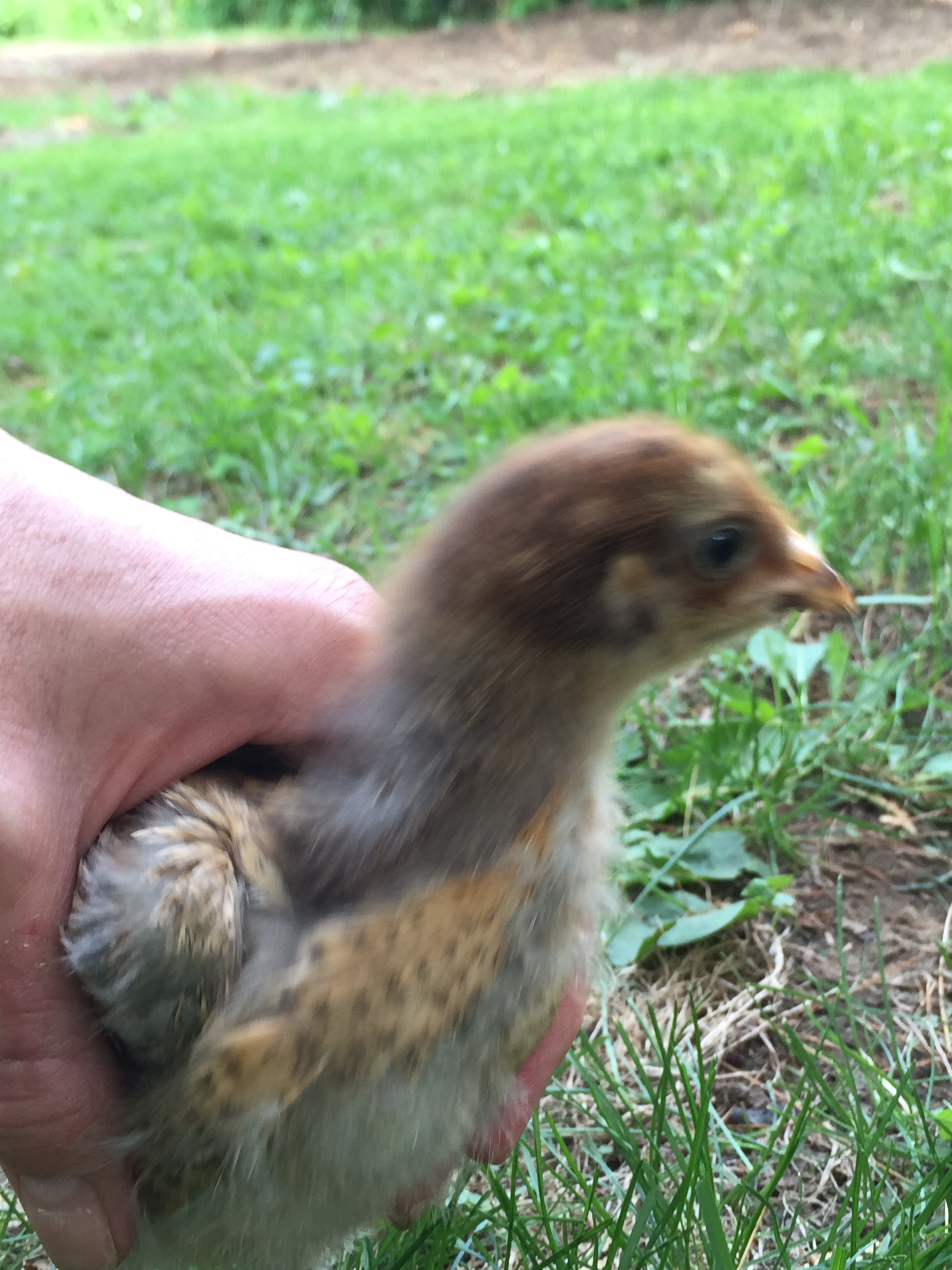 two weeks old EE/brown