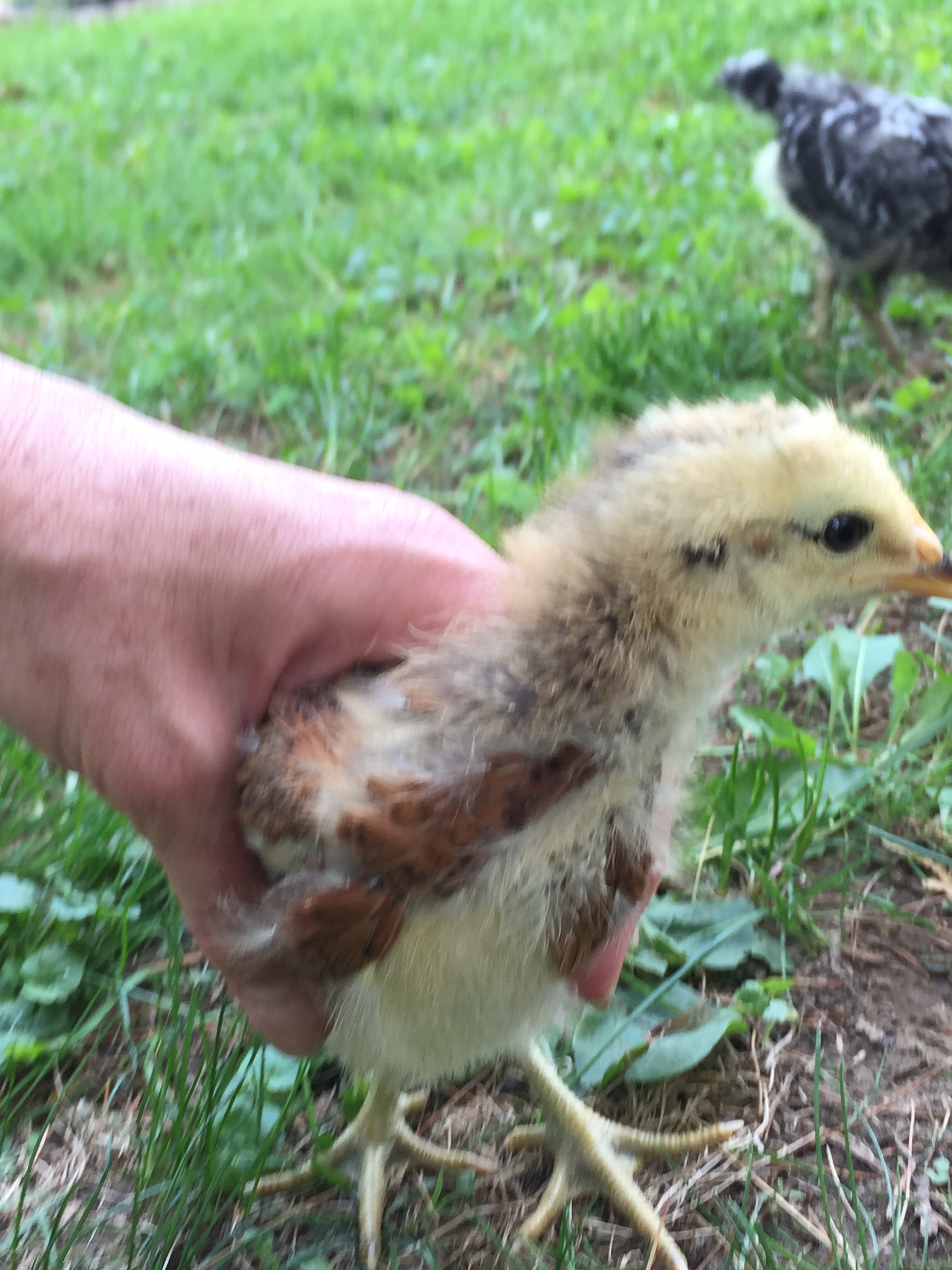 two weeks old EE/yellow