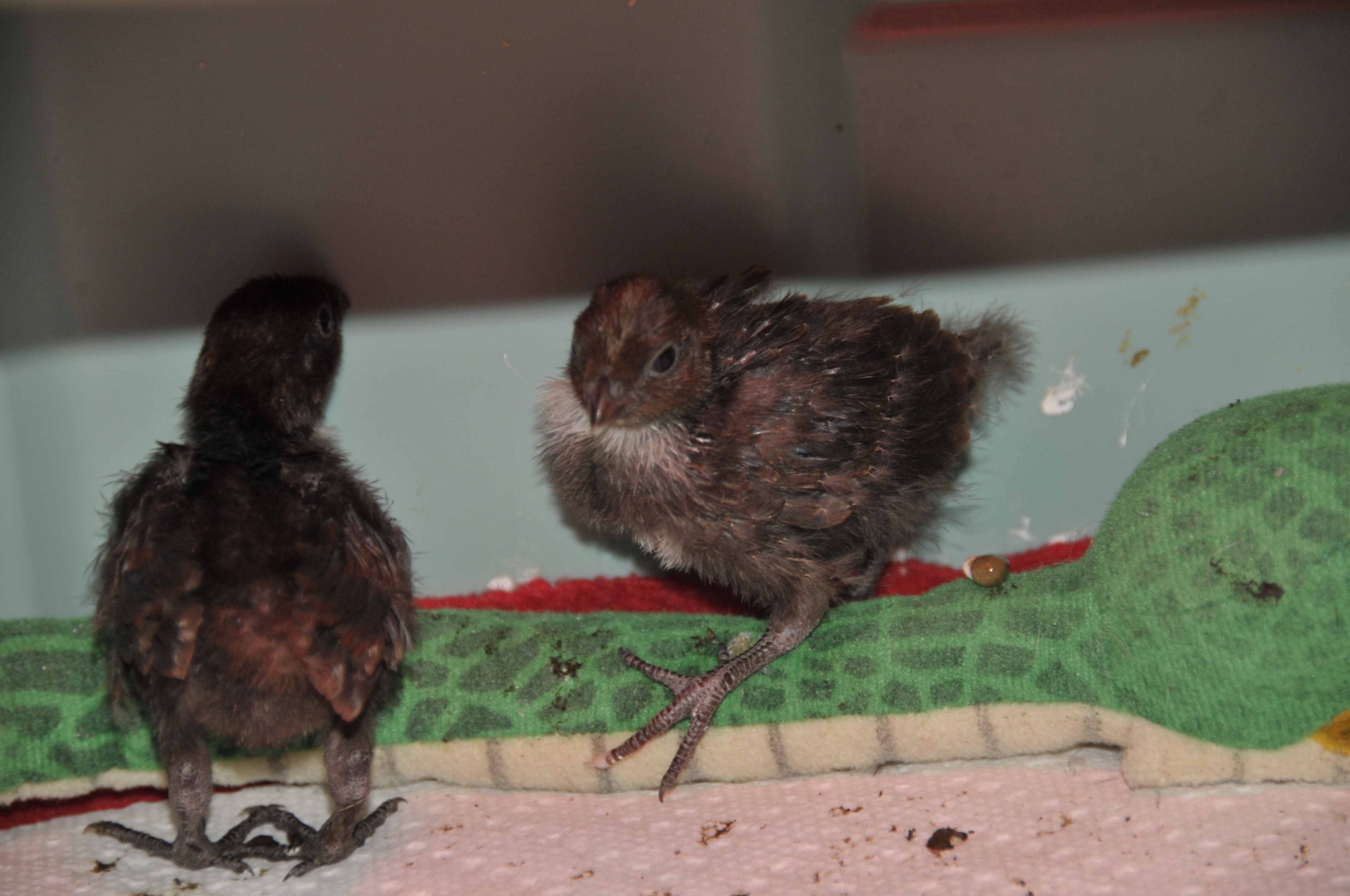 two weeks old, wings are completely feathered - no longer can see quills
picture taken 07-11-12