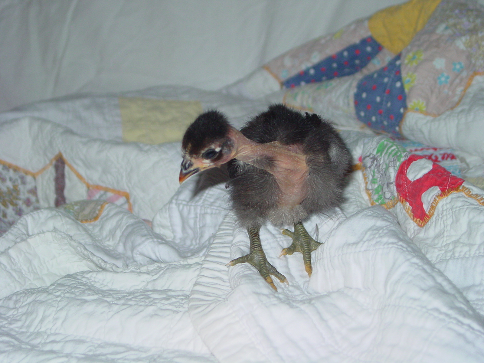 two weeks old