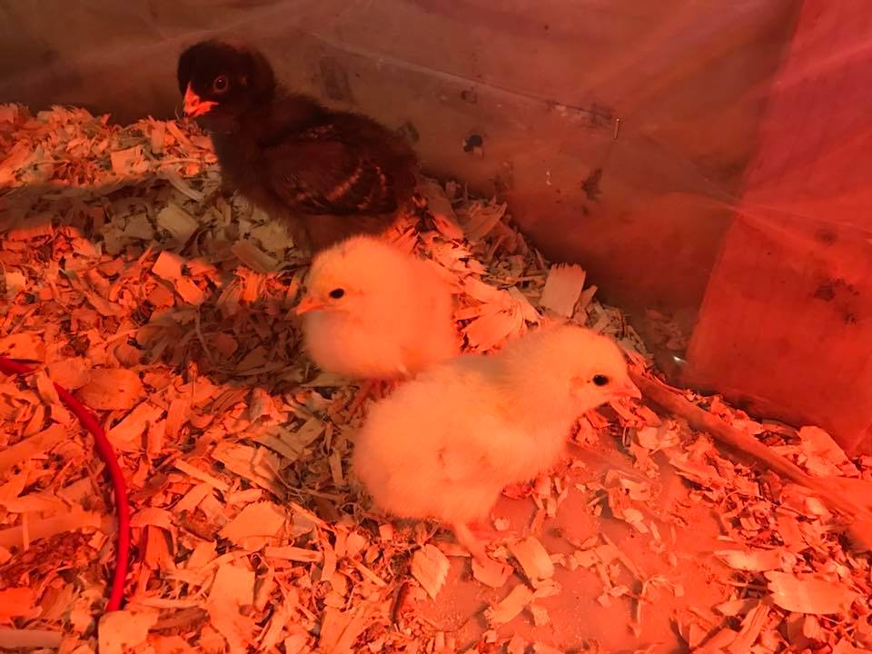 Two White Brahmas & 1 Barred Rock Chick