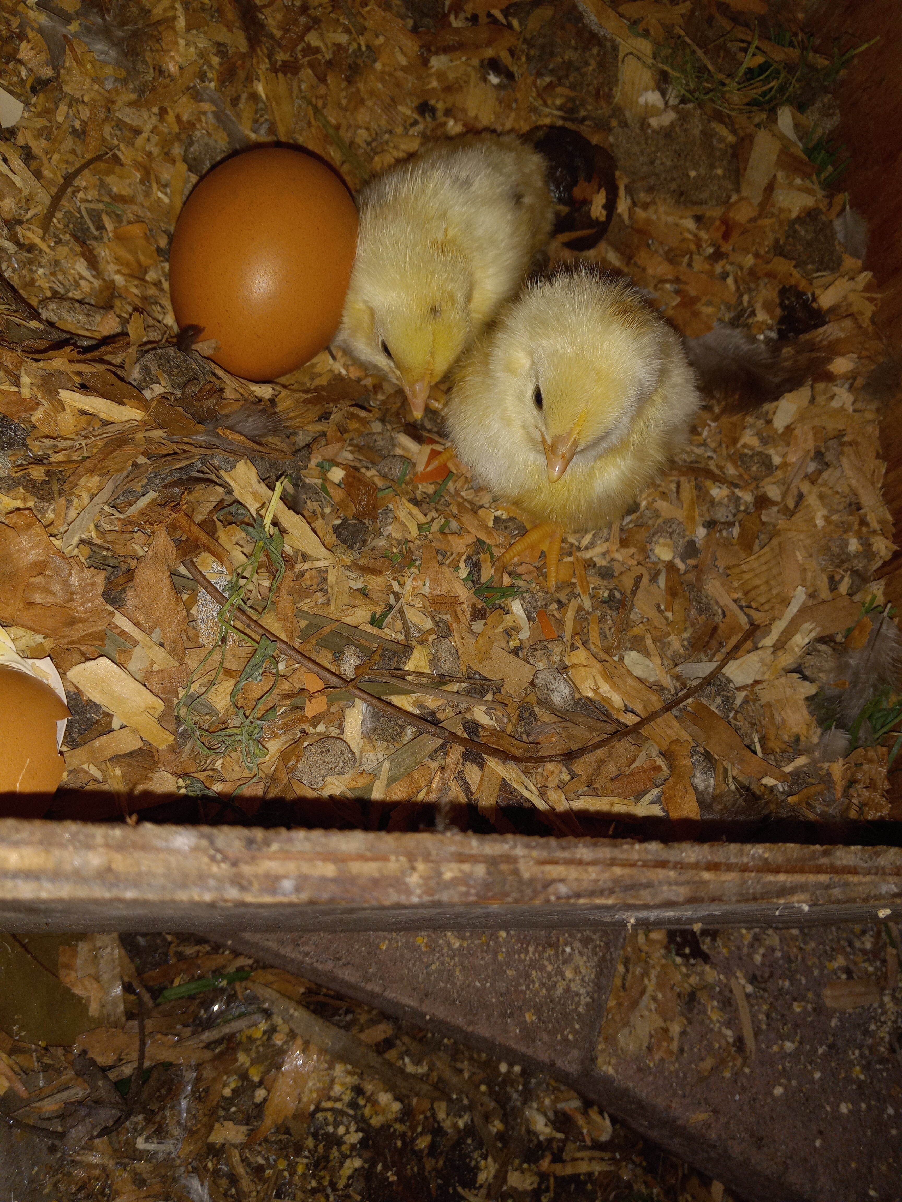 Two white leghorn chicks