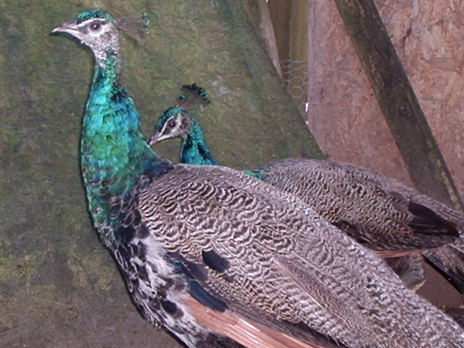 Two year-old peacocks.  I sold them recently as I just didn't feel they fit into my flock well.  Poor guys were harrassed by my mama Narragansett who was convinced they had nefarious intentions towards her babies.  They didn't stick close to home and had to be locked up - I didn't like how they had to spend their days confined.  I miss the crazy sound they make sometimes, and their nice little chucking sounds.  Loners.