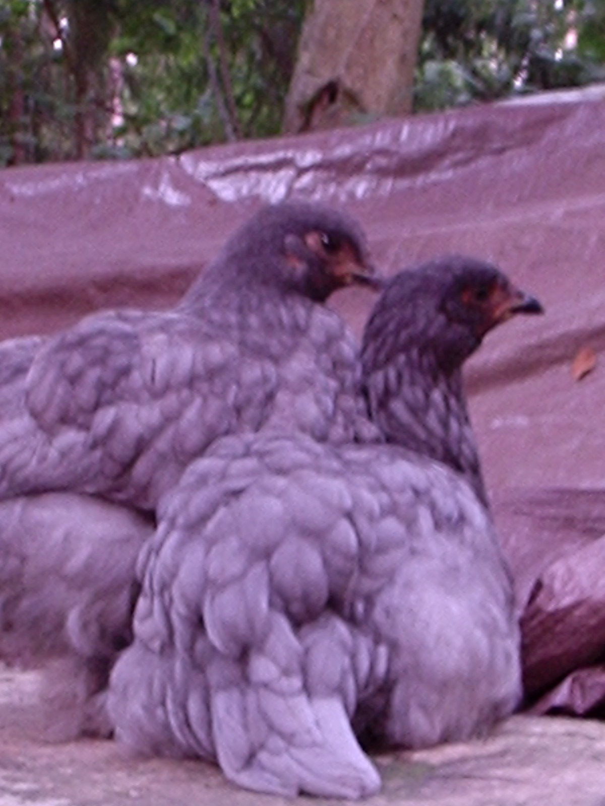 Two young ladies I think are small Cochin.  They are a lovely soft gray-blue color with copious fluffy feathers on their body and legs.  Very pretty!  ETA:  Sold all my Cochin ladies to a farm in chicken paradise.  Most of the animals I sell go to homes that nicer than MINE (literally, the one *I* currently live in)!  Beauty Queens.
