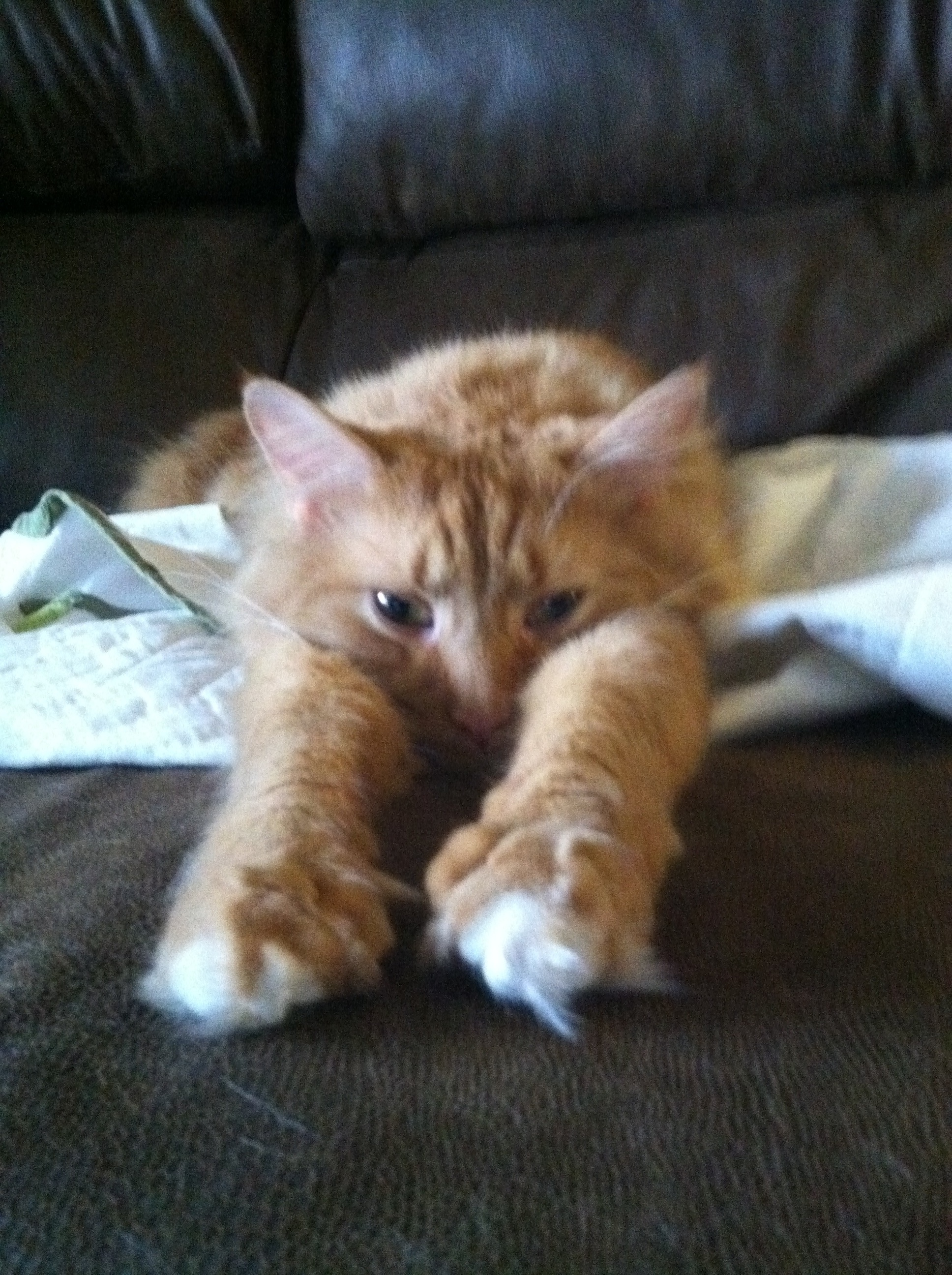 Tyler being super kitty