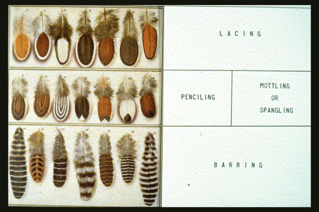 TYPES OF BIRDS FEATHERS