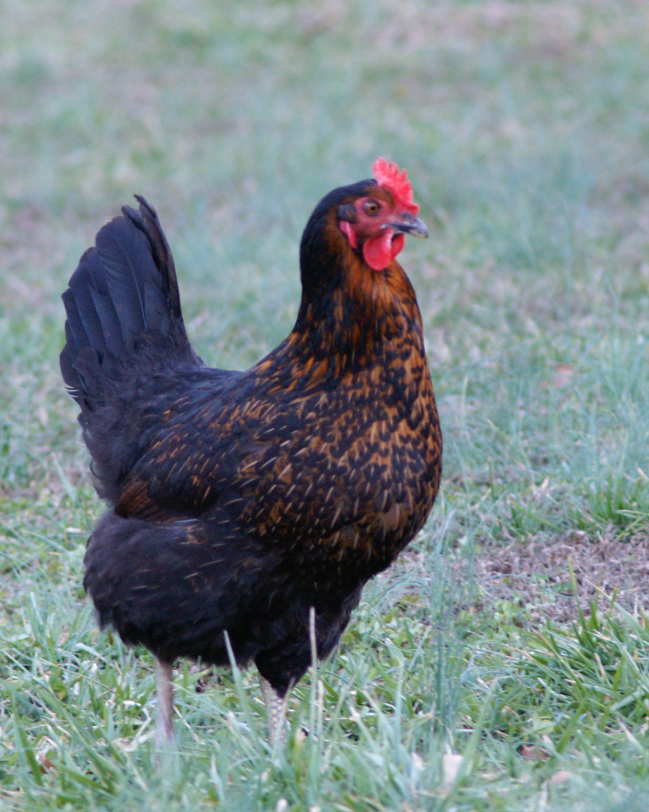 Typical coloring of a BSL.  When I ordered them I assumed they would be solid black like an Australorpe but they have these neat ginger colored feathers around the cape.