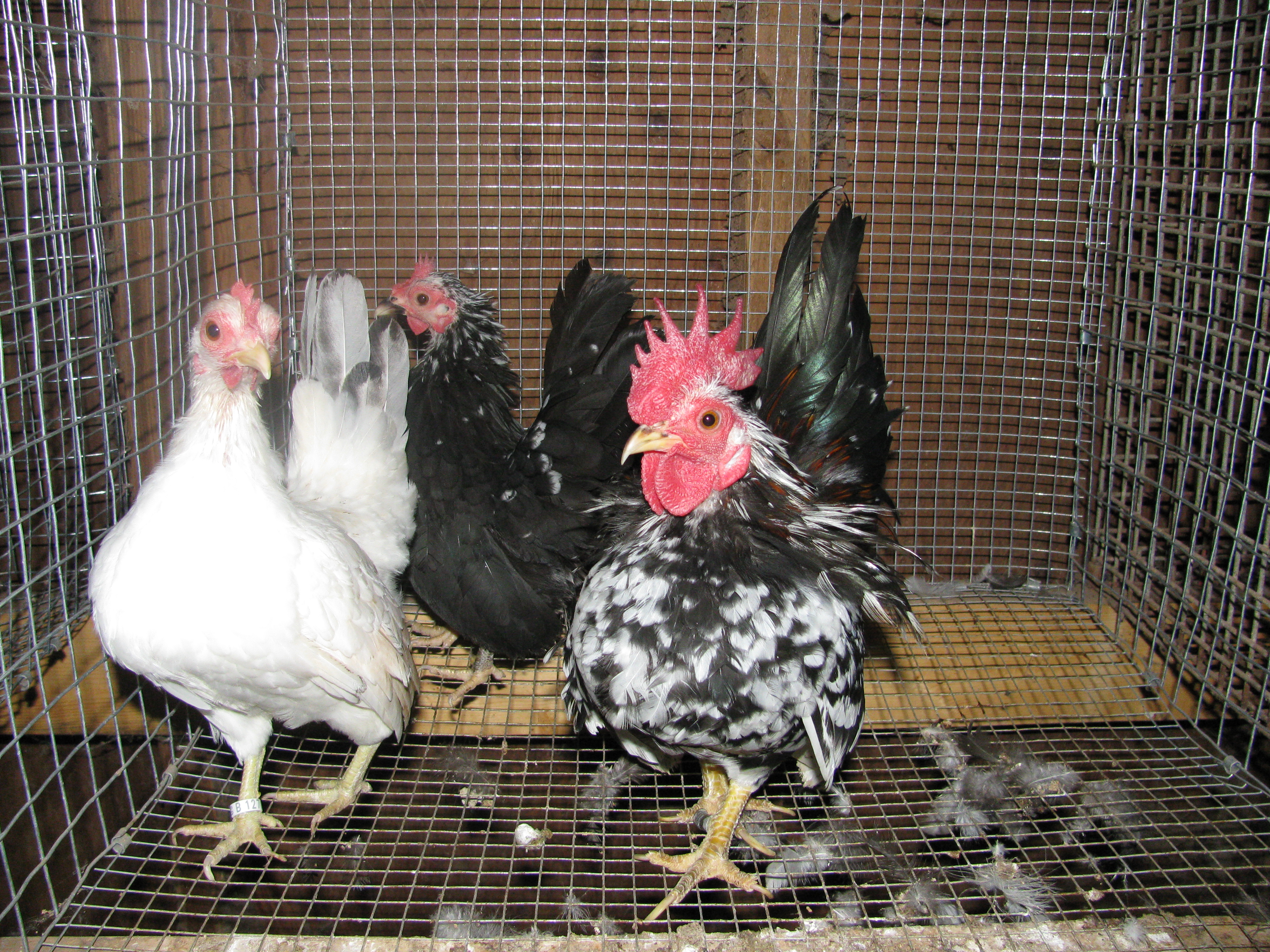 Typical Serams's at bar-ns cks, mostly A & B's very good producers.
