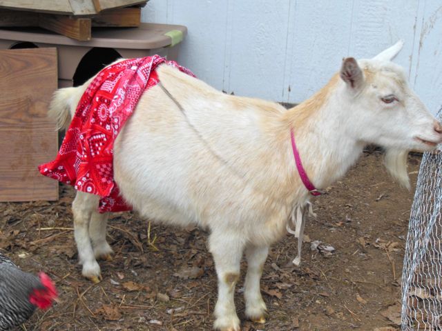 Udder shorts to keep baby from nursing