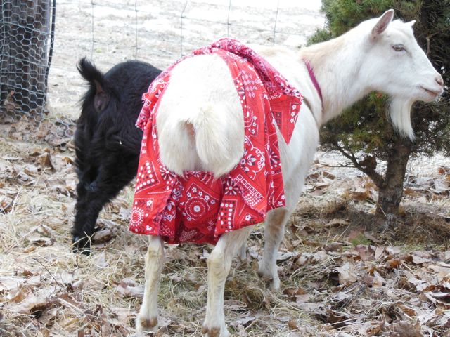 Udder shorts