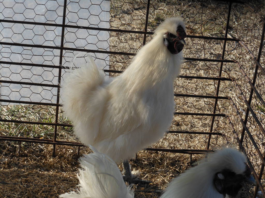 Ugly cockerel 9 months old