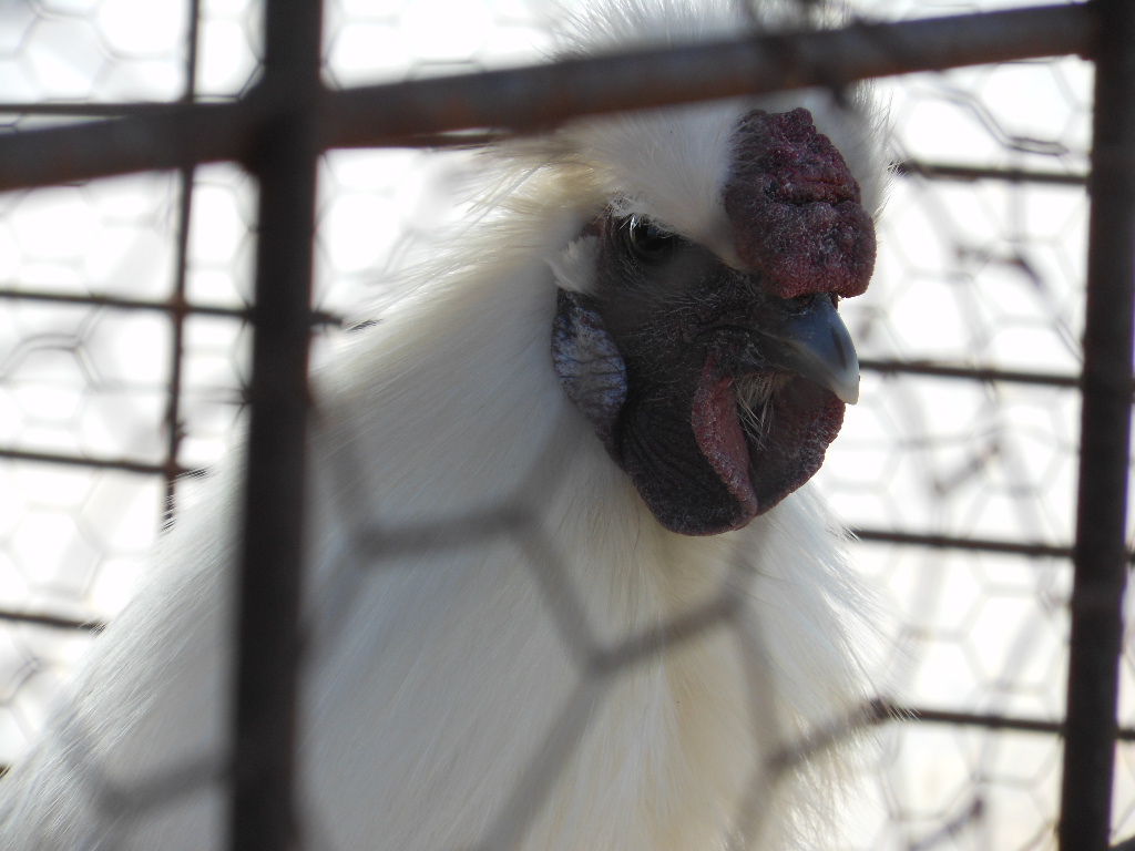 Ugly cockerel 9 months old