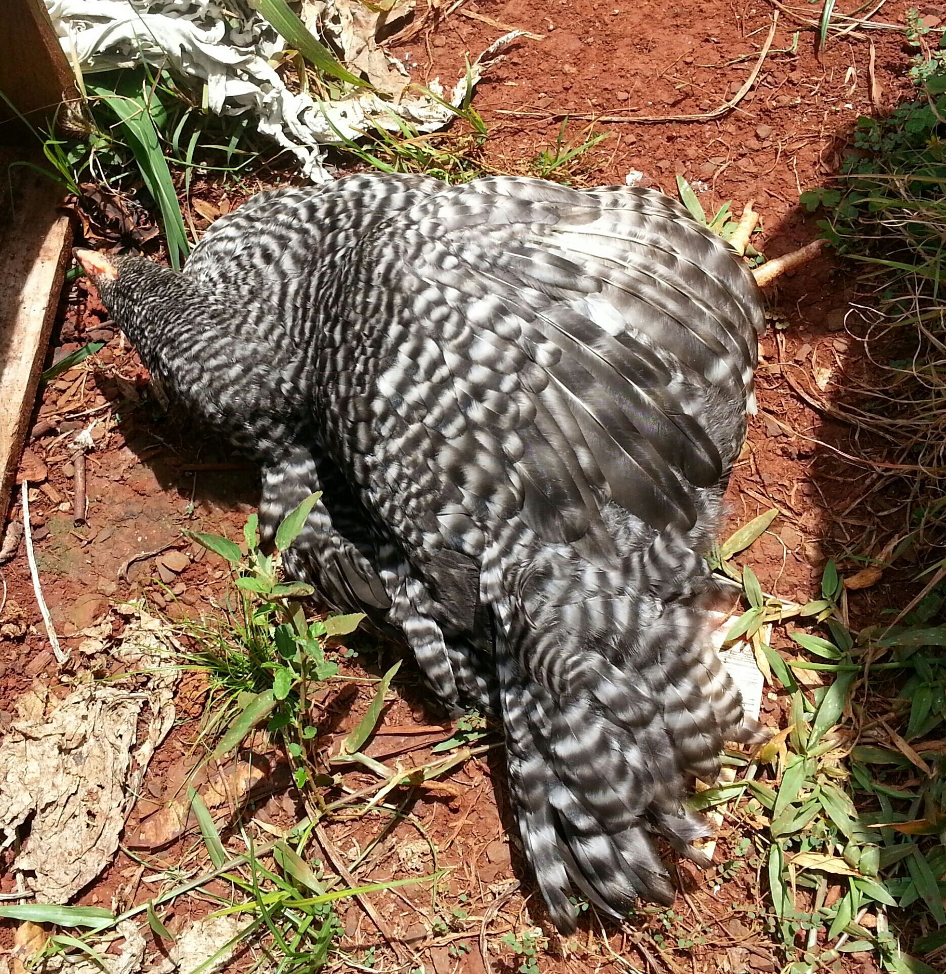 Uh oh! Calisie tipped over in the sun again! LOL!