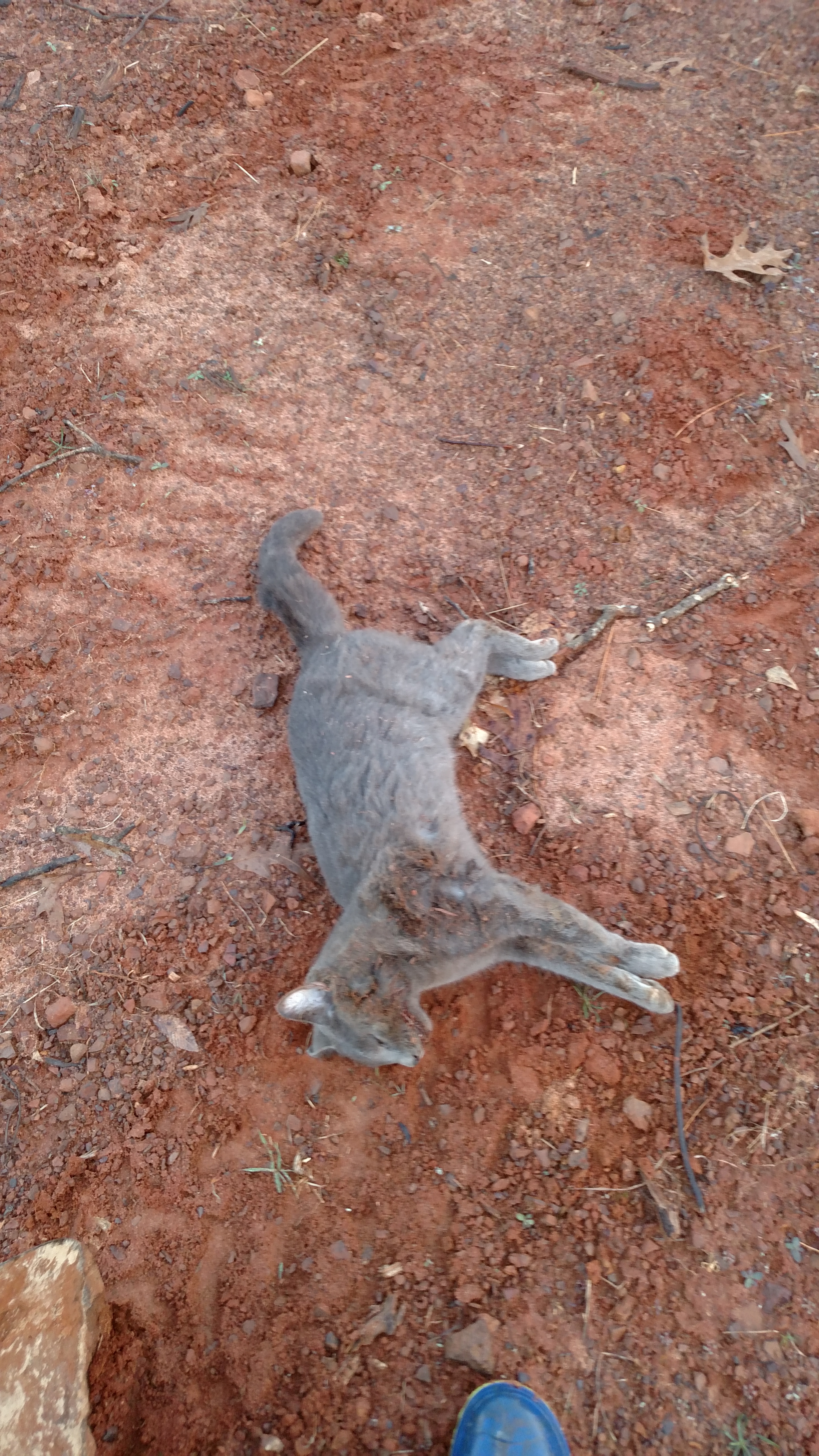 Um huh.  Not a chicken catcher anymore.  A1 shot by Annie Oaklie.