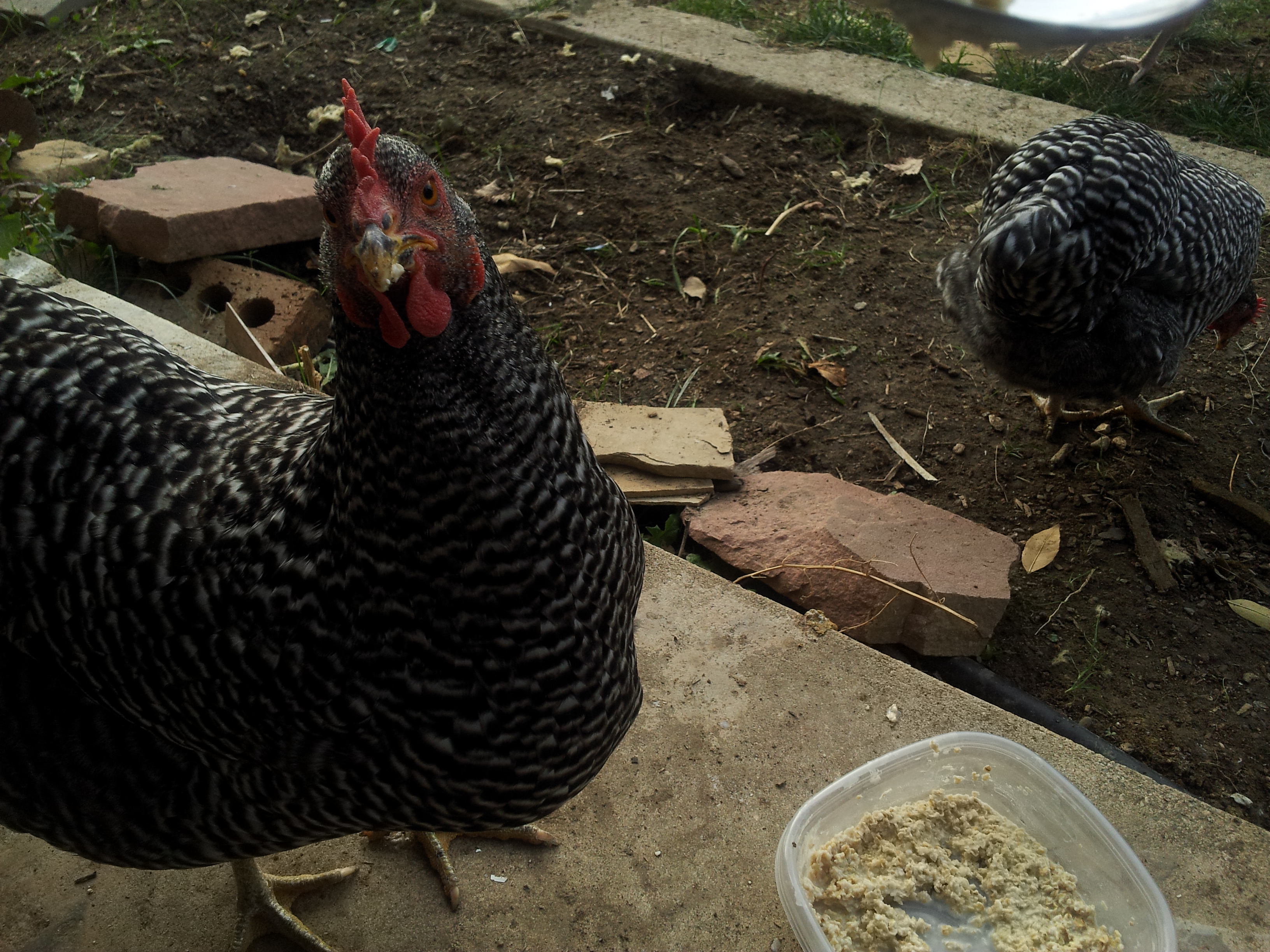 Ummm...arent you going to hand feed me with that spoon???