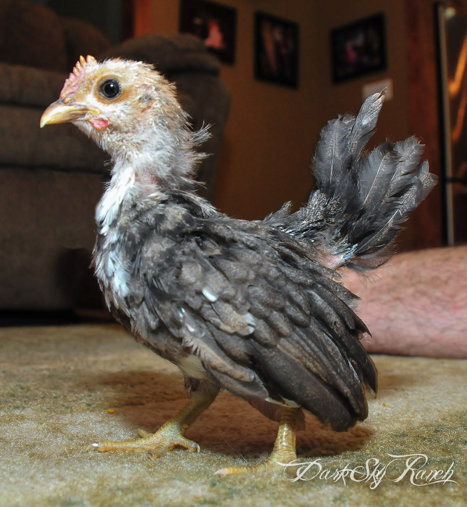 Unamed Serama from Jerry, 4 weeks
