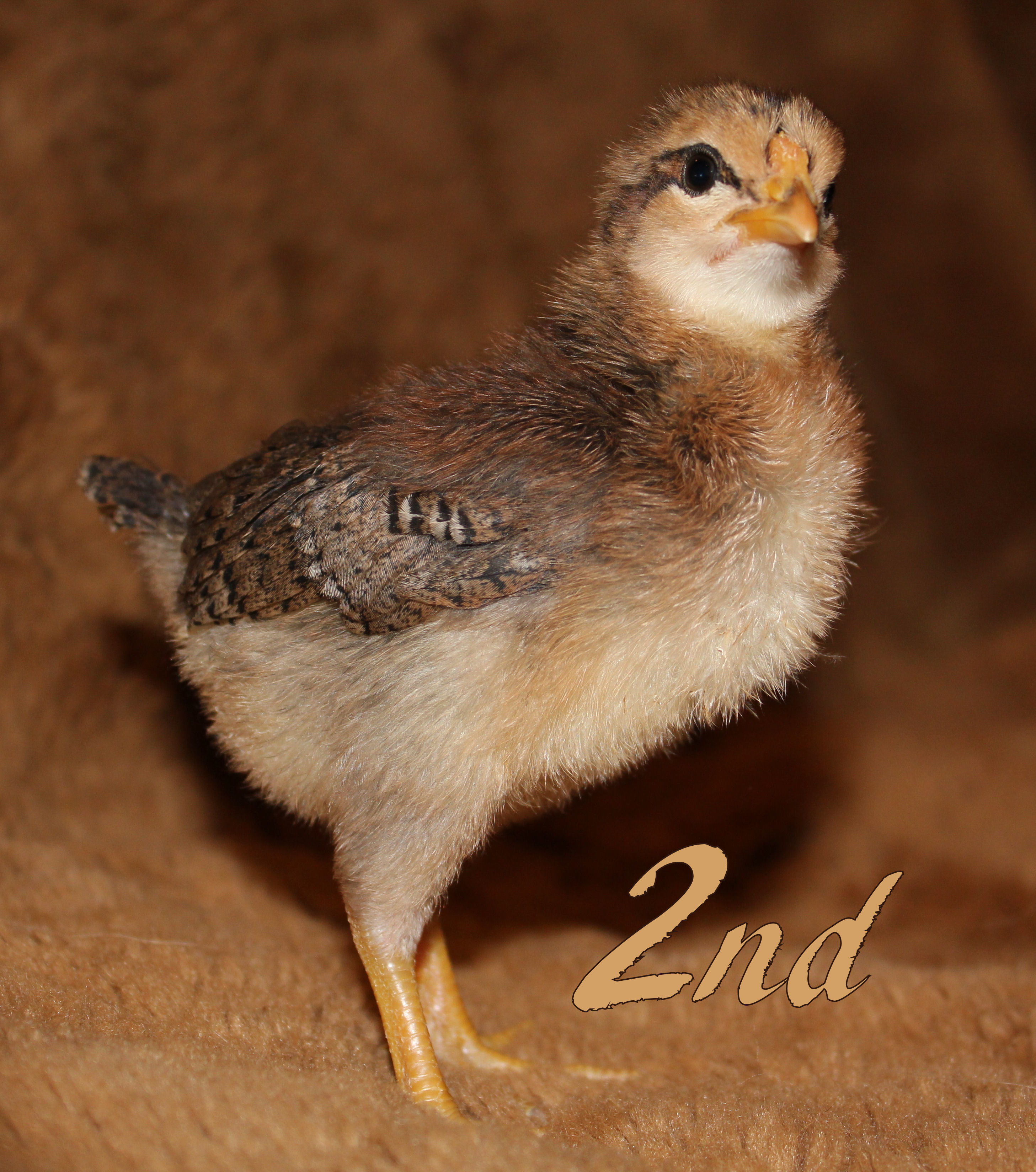 UNAVAILABLE~ Rosecomb Brown Leghorn x Black Breasted Red Modern Game Cross. Our favorite, is unfortunately a rooster. This one is fearless and into everything. He is never inside the box where he is supposed to be! He also has two dots ontop of his head which make him unique! He got those dots, his rosecomb, and those yellow feet from his father. The brown line inbetween the black lines running past his eyes are also a gift from his dad. Very handsome!