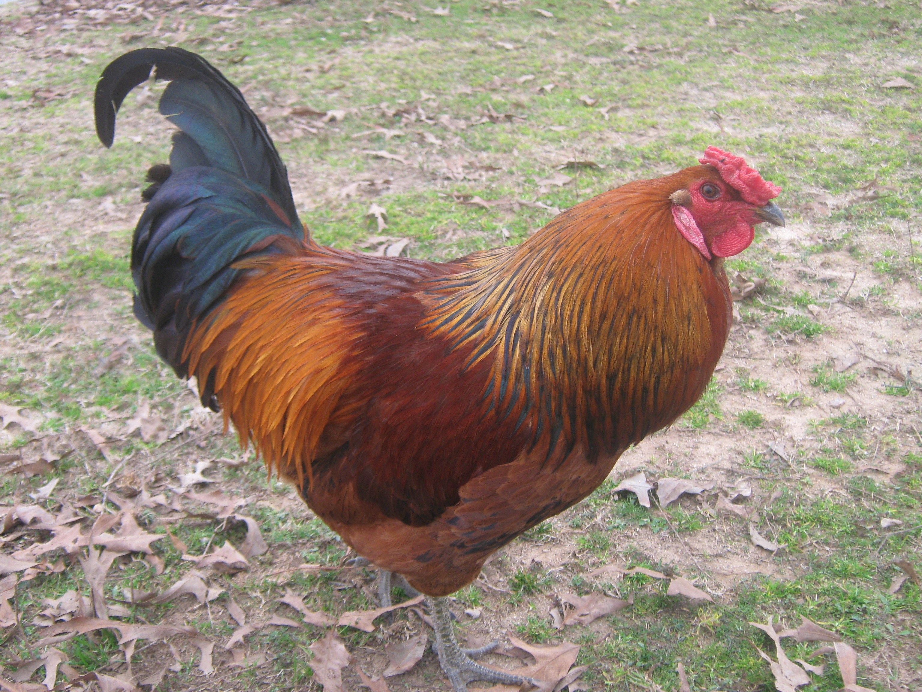 uncle daddy I got him from Amy Nadine he was such a boring little chick but really became a beautiful roo.