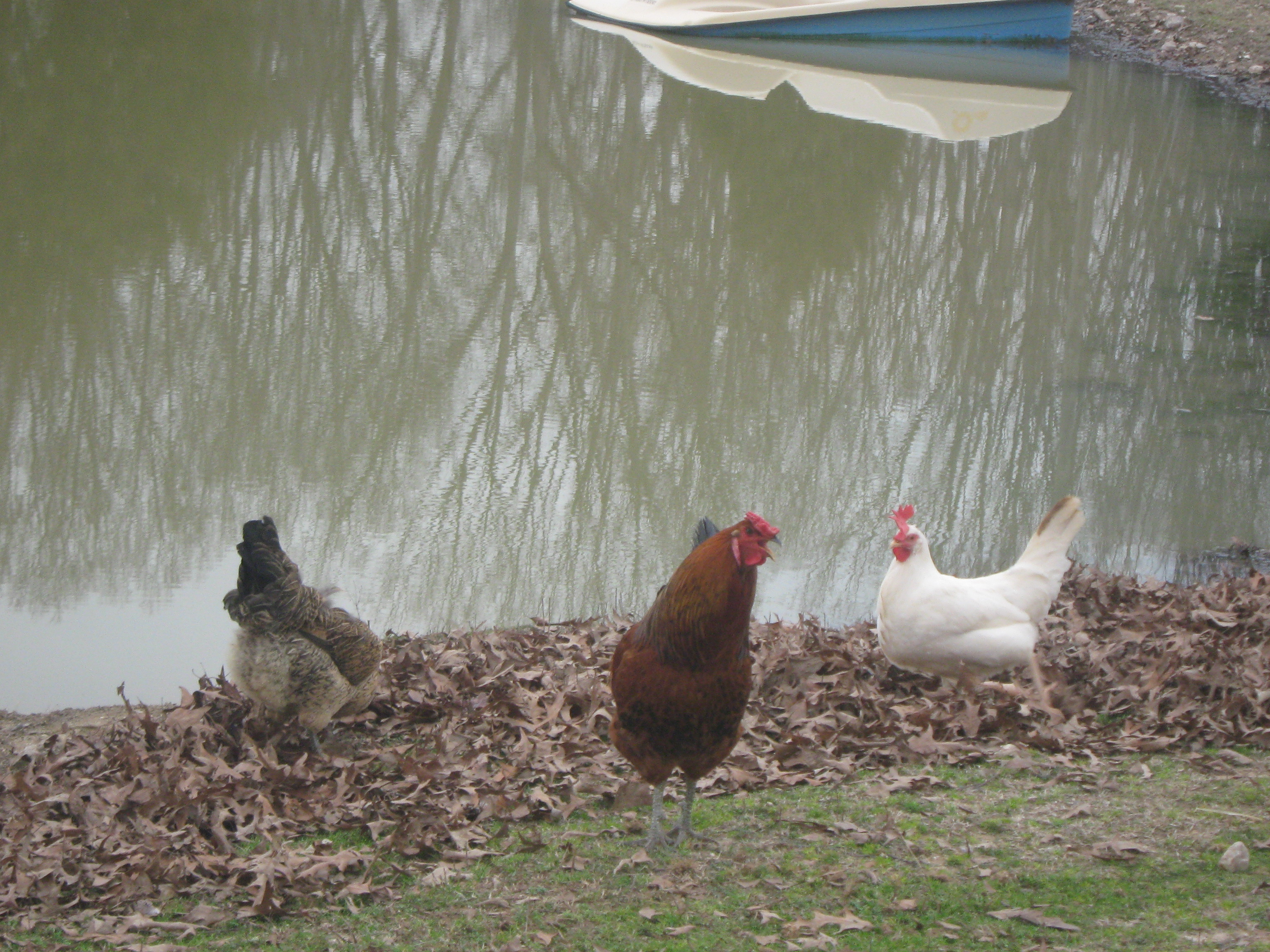 Uncle Daddy, Twin and Golden free ranging down at the pond , these three are living full time in  the barn and are doing good I had one loss, to drowning, in a water trough