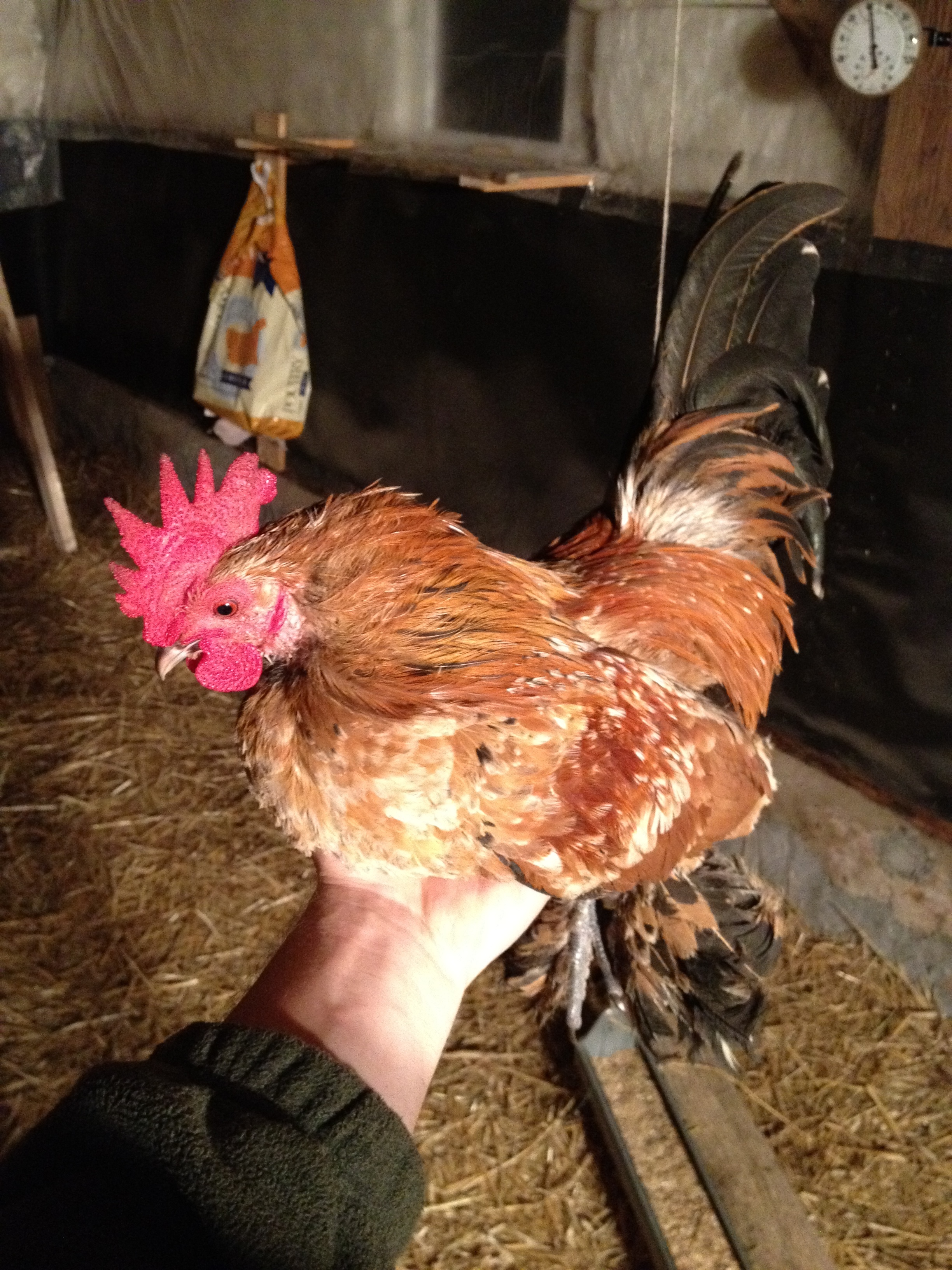 Uncle- One of my d'Uccle roos.  The Big Cheese of the coop!