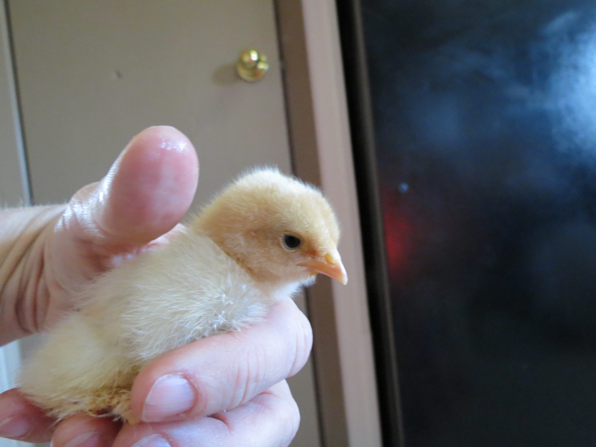 under 1 week old