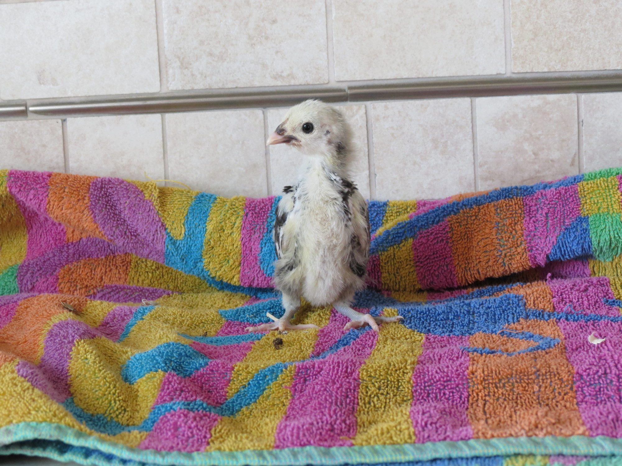 under 3 weeks old