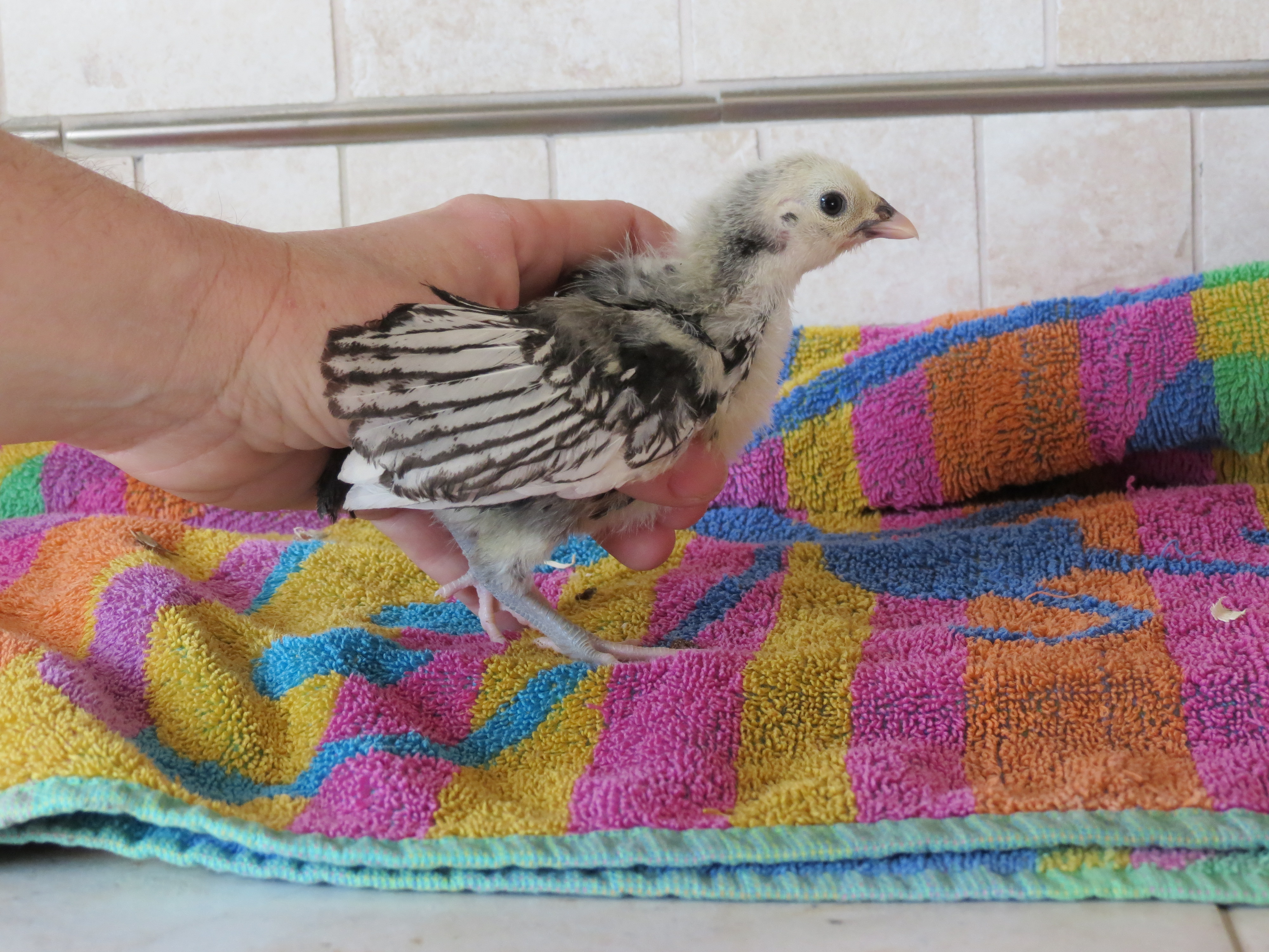 under 3 weeks old