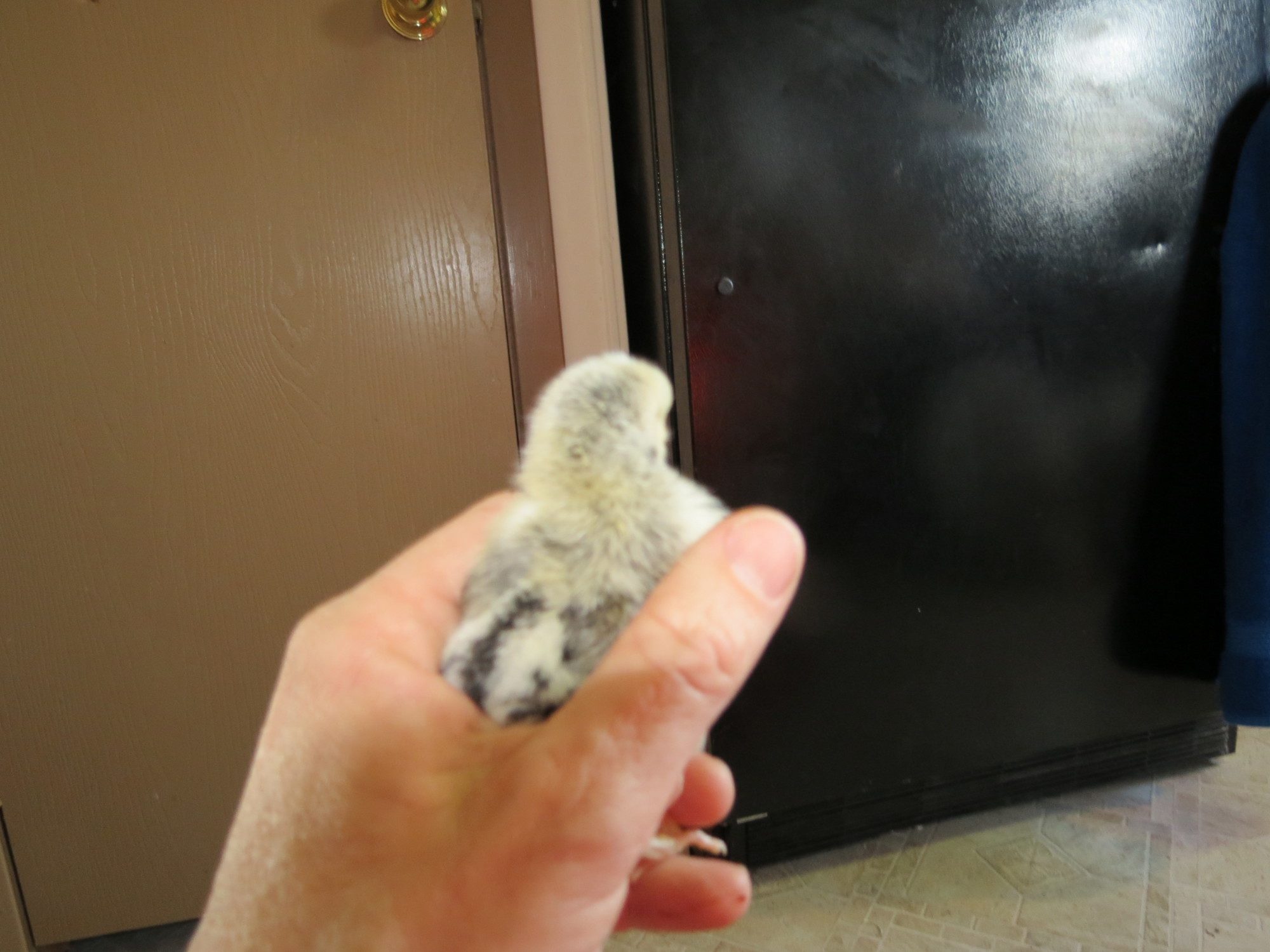 under a week old