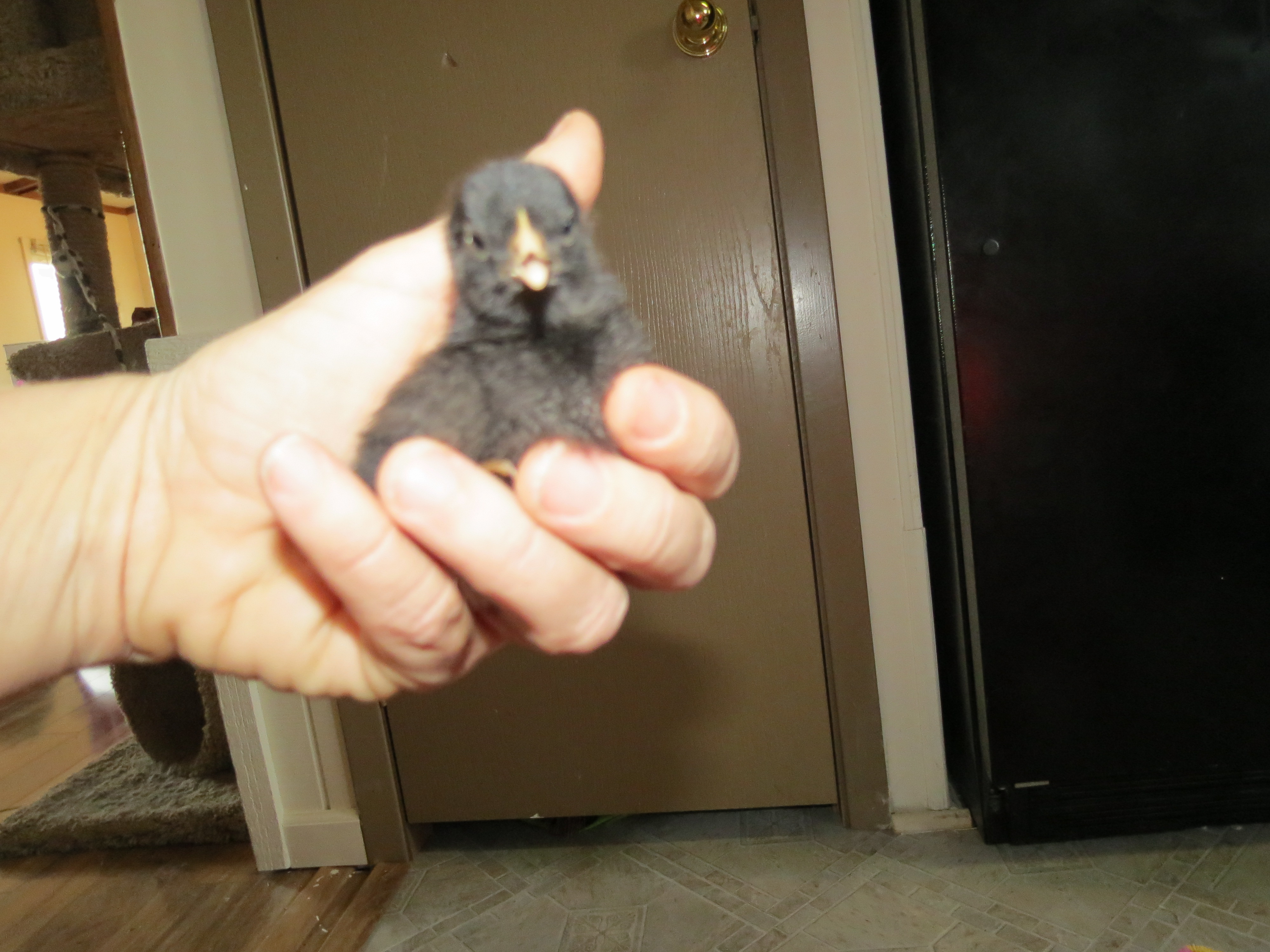under a week old